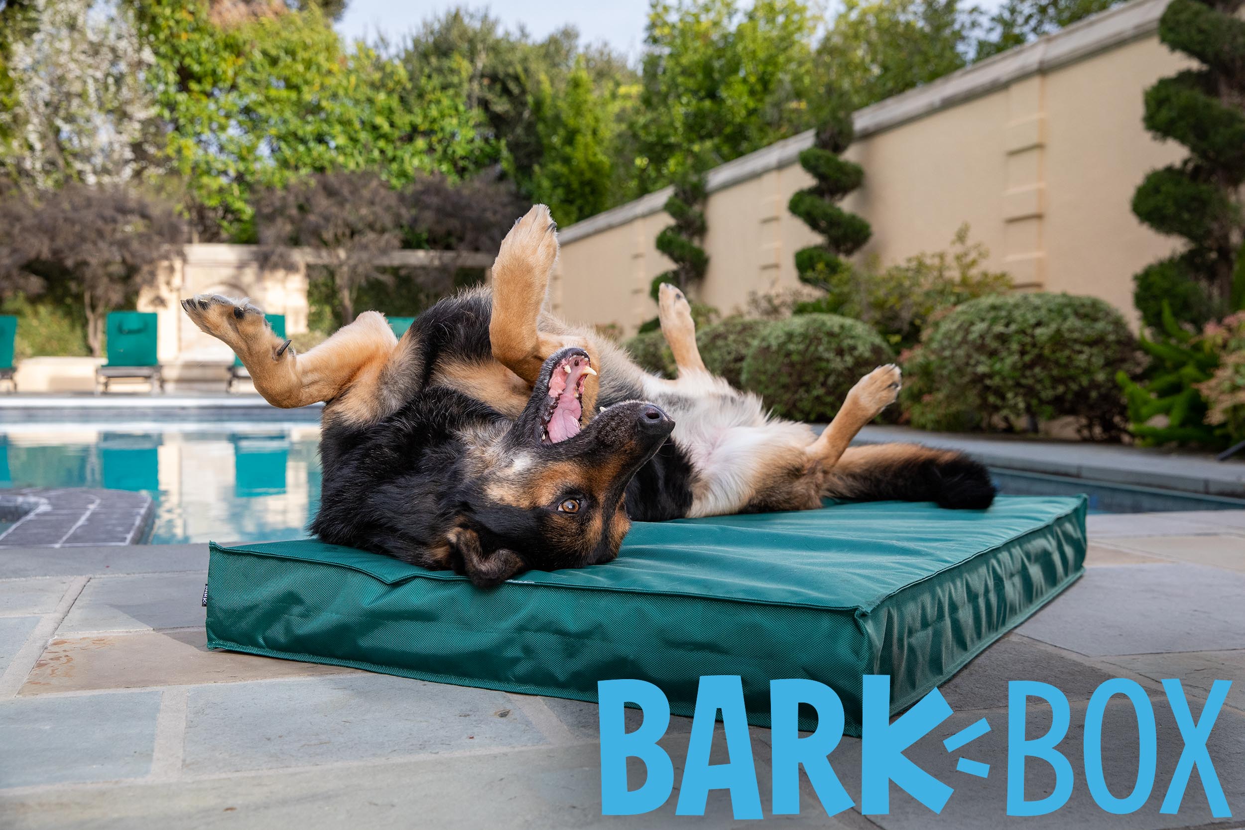 Dog Product Photography | BarkBox Ad by Mark Rogers