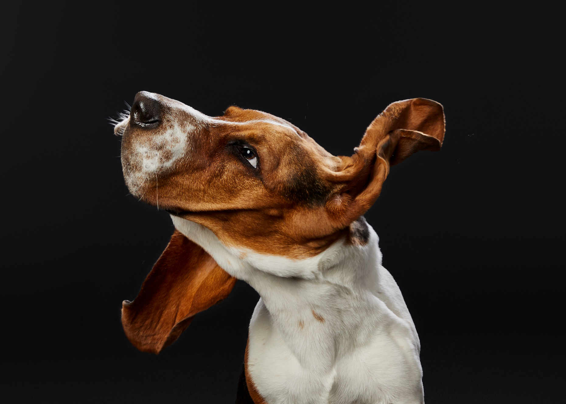 Basset Hound Shaking Head with Ears Flapping