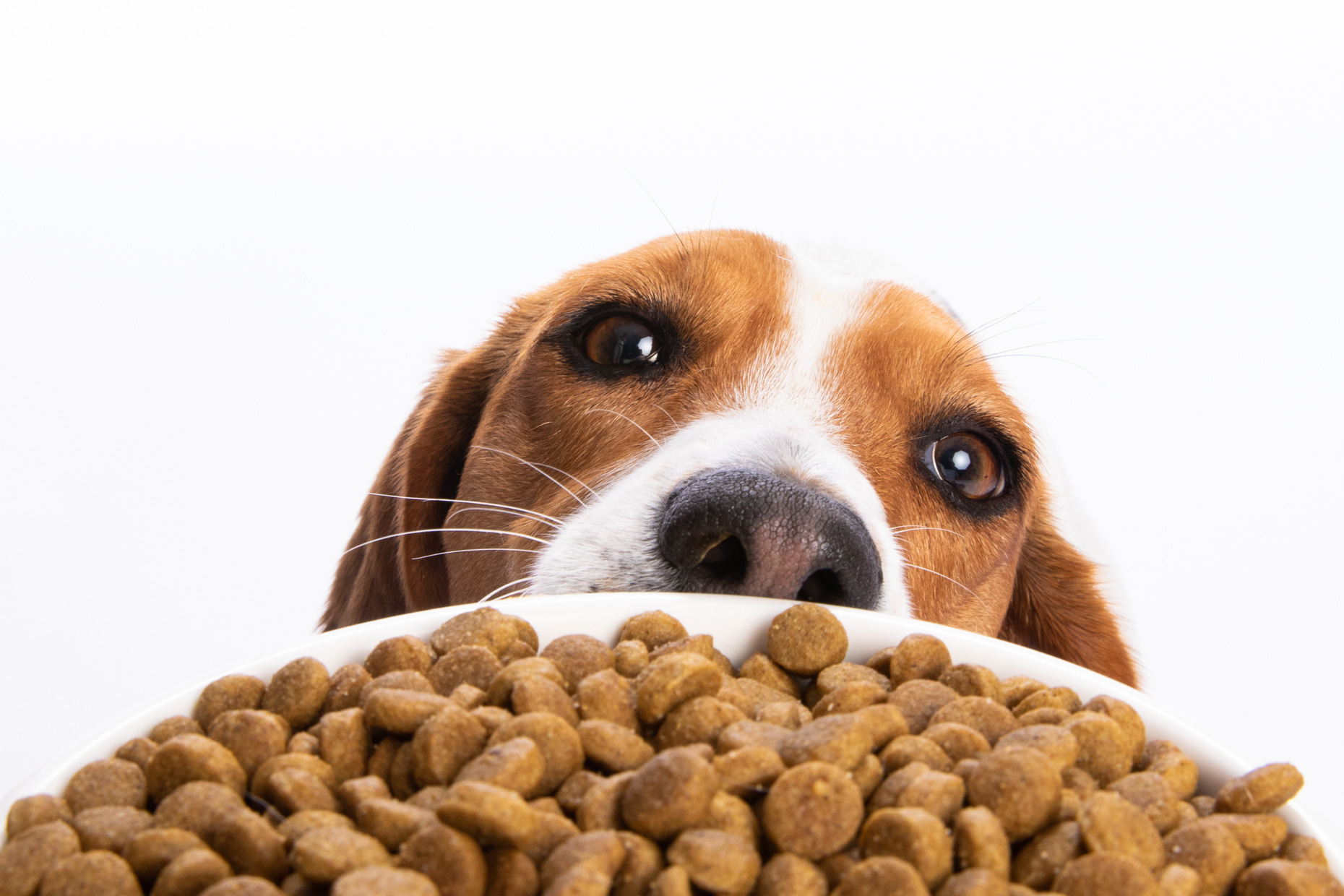 photo of beagle smelling a bowl full of Puppo dog kibble