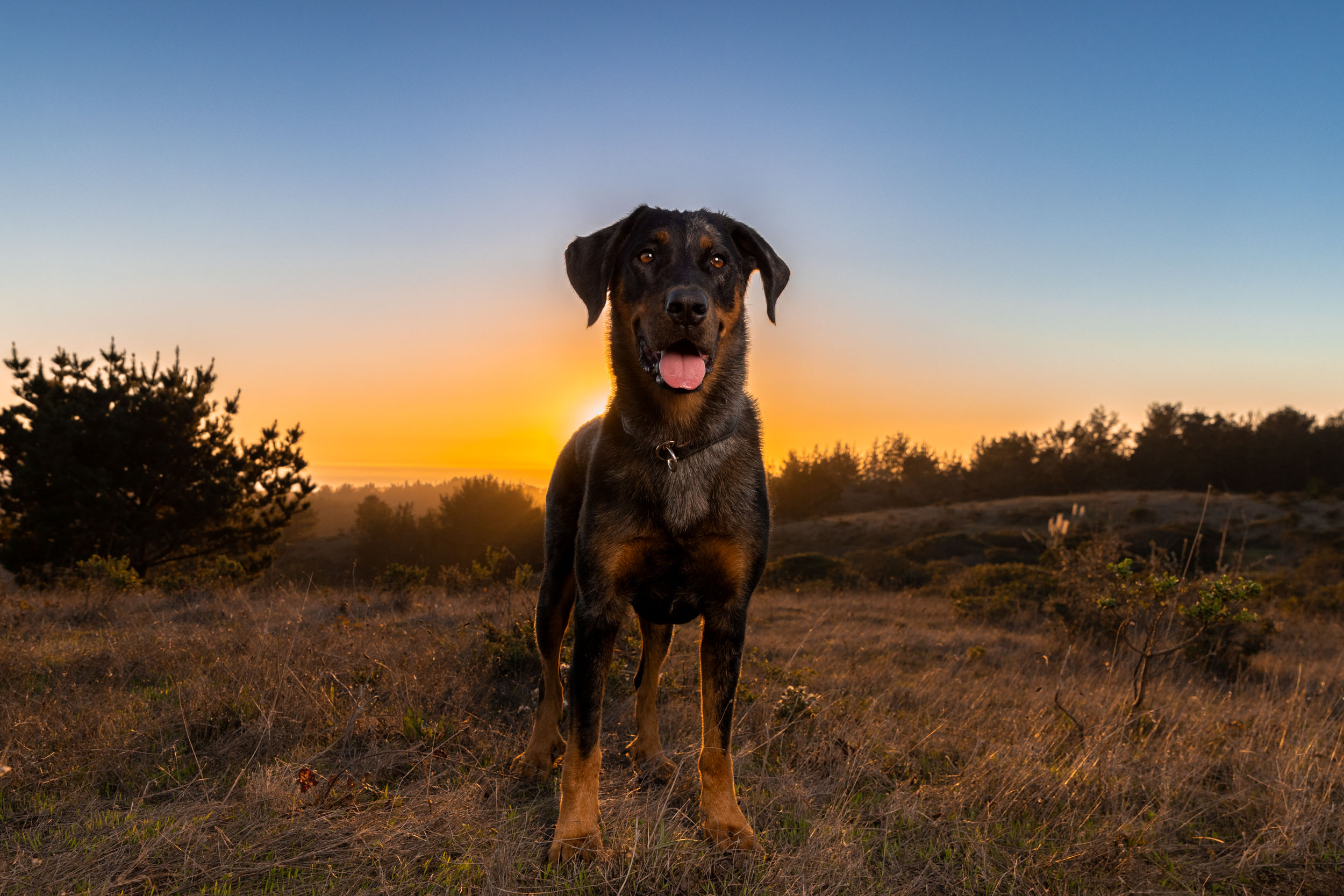 Beauceron-dog-standing-in-field-at-sunset-2242