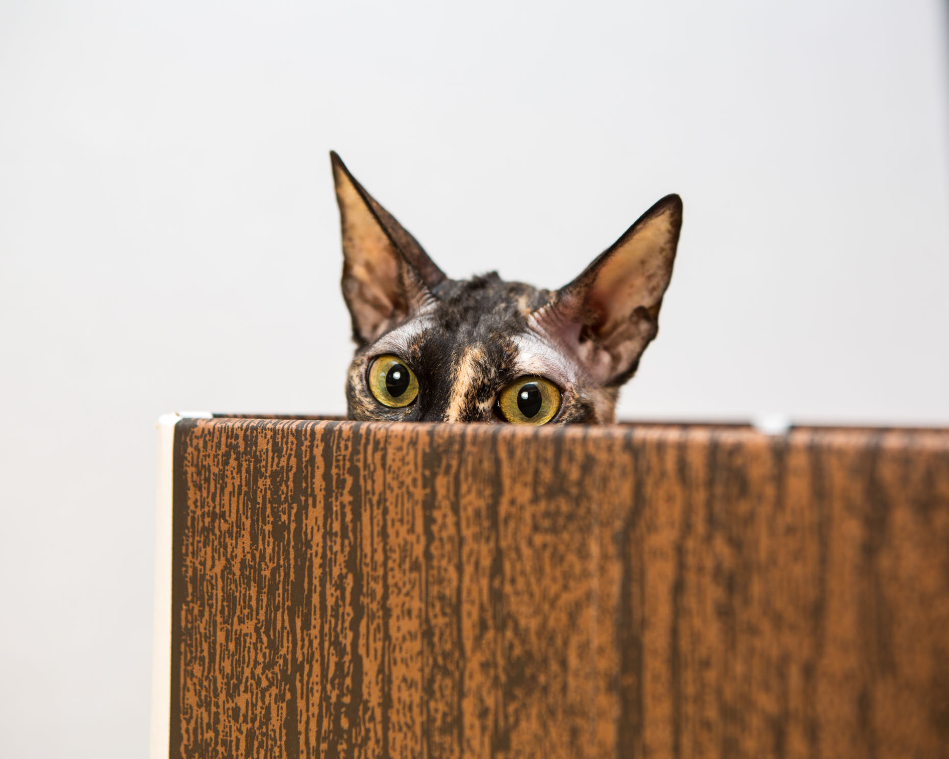 Pet Photography | Cornish Rex Cat in Box by Mark Rogers