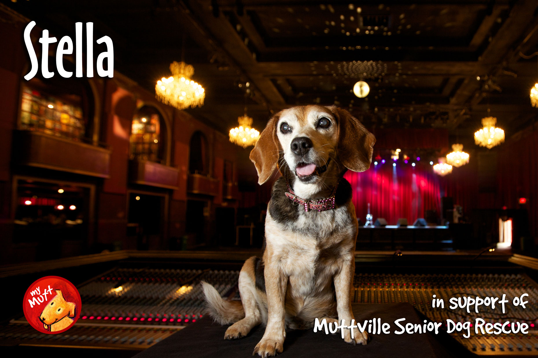 beagle photographed at the Filmore West concert Hall by Mark Rogers for Muttville Senior Dog Rescue