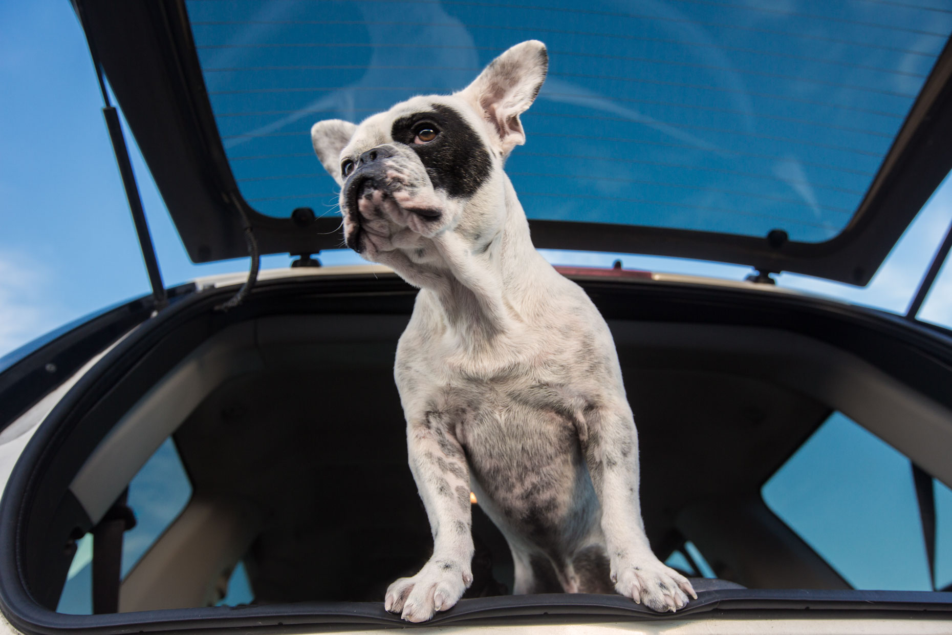 Dog Photography | French Bulldog in Car by Mark Rogers