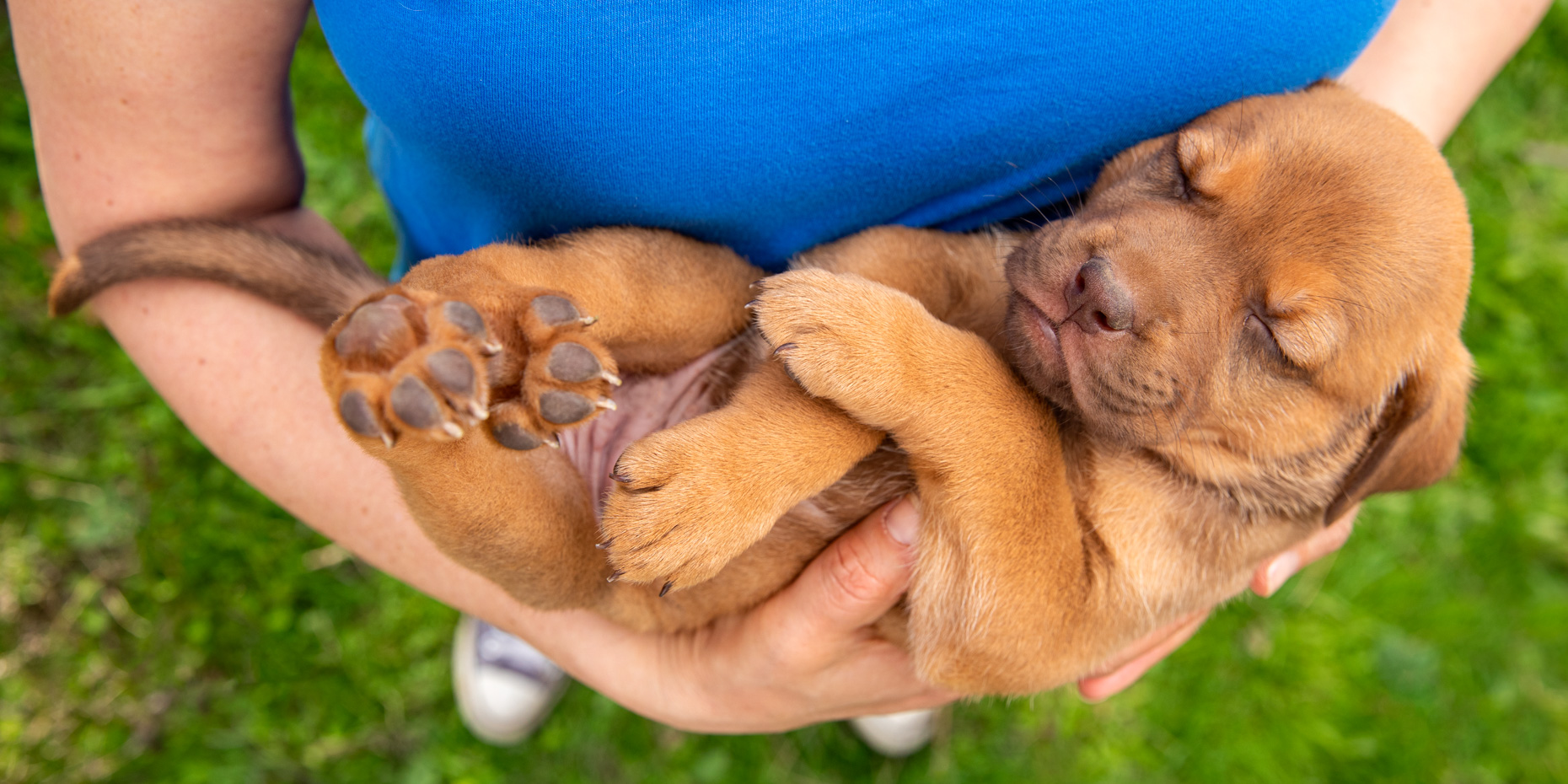 sleeping-puppy-during-pet-photography-session