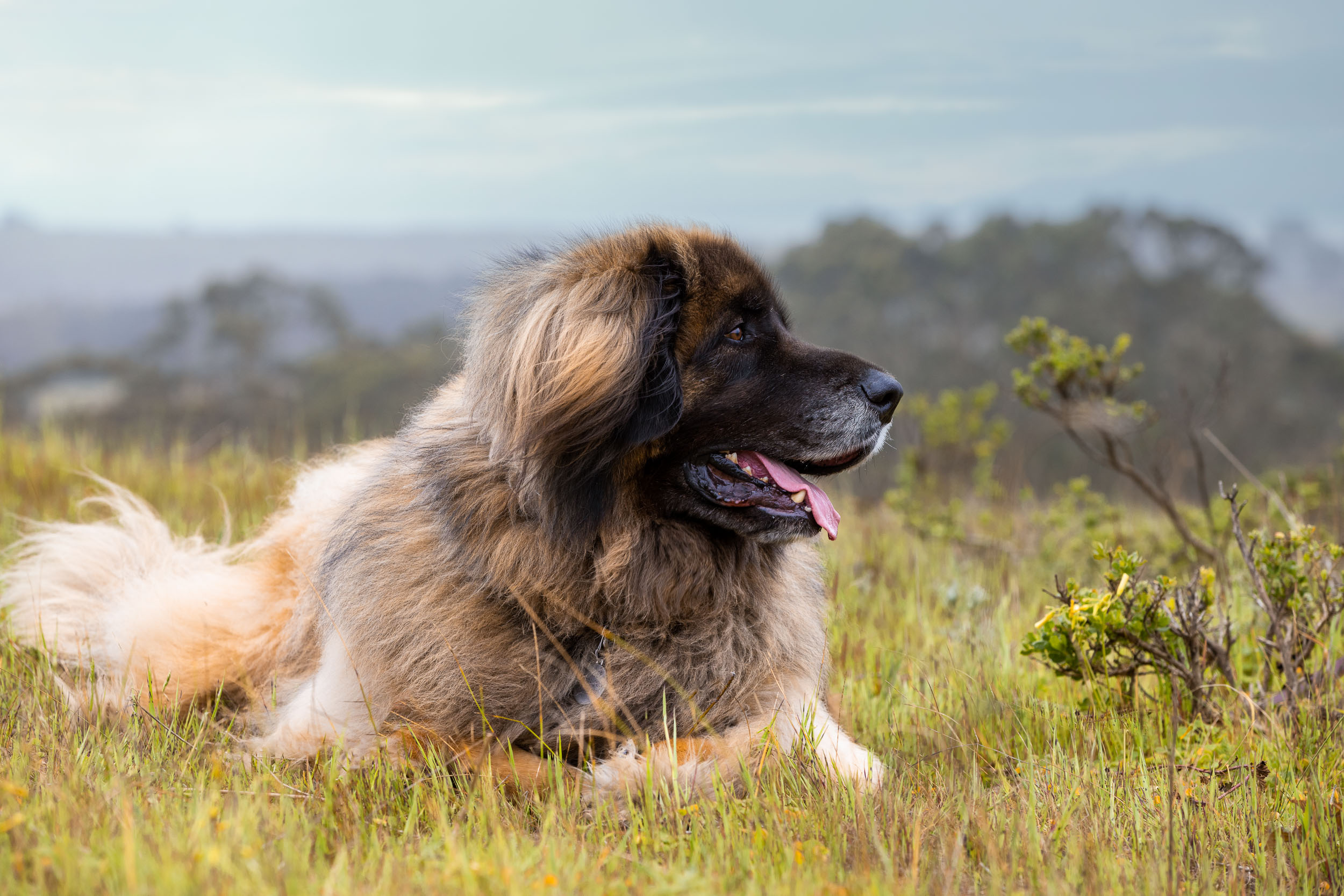 Dog Lifestyle Photo | Leonberger Dog in Profile by Mark Rogers