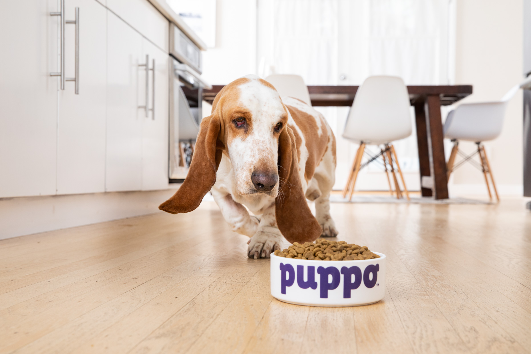 Basset Hound walking by dog food bowl in kitchen