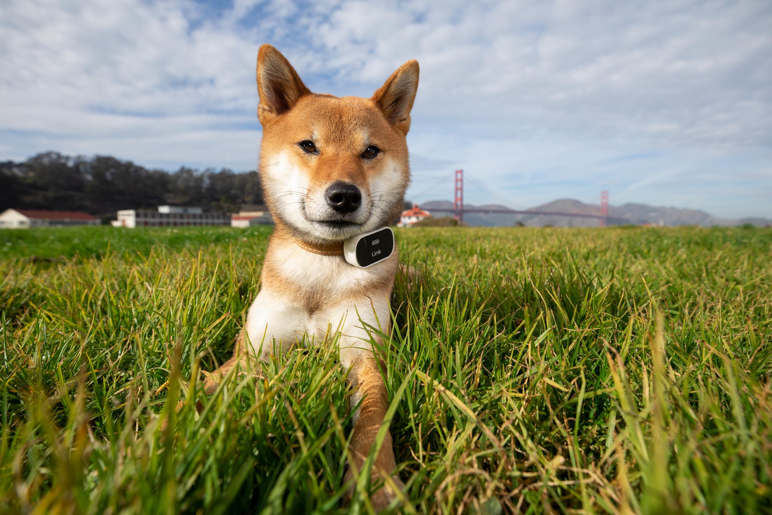 Dog Advertising Photography | Shiba Inu Wearing Smart Collar by Mark Rogers