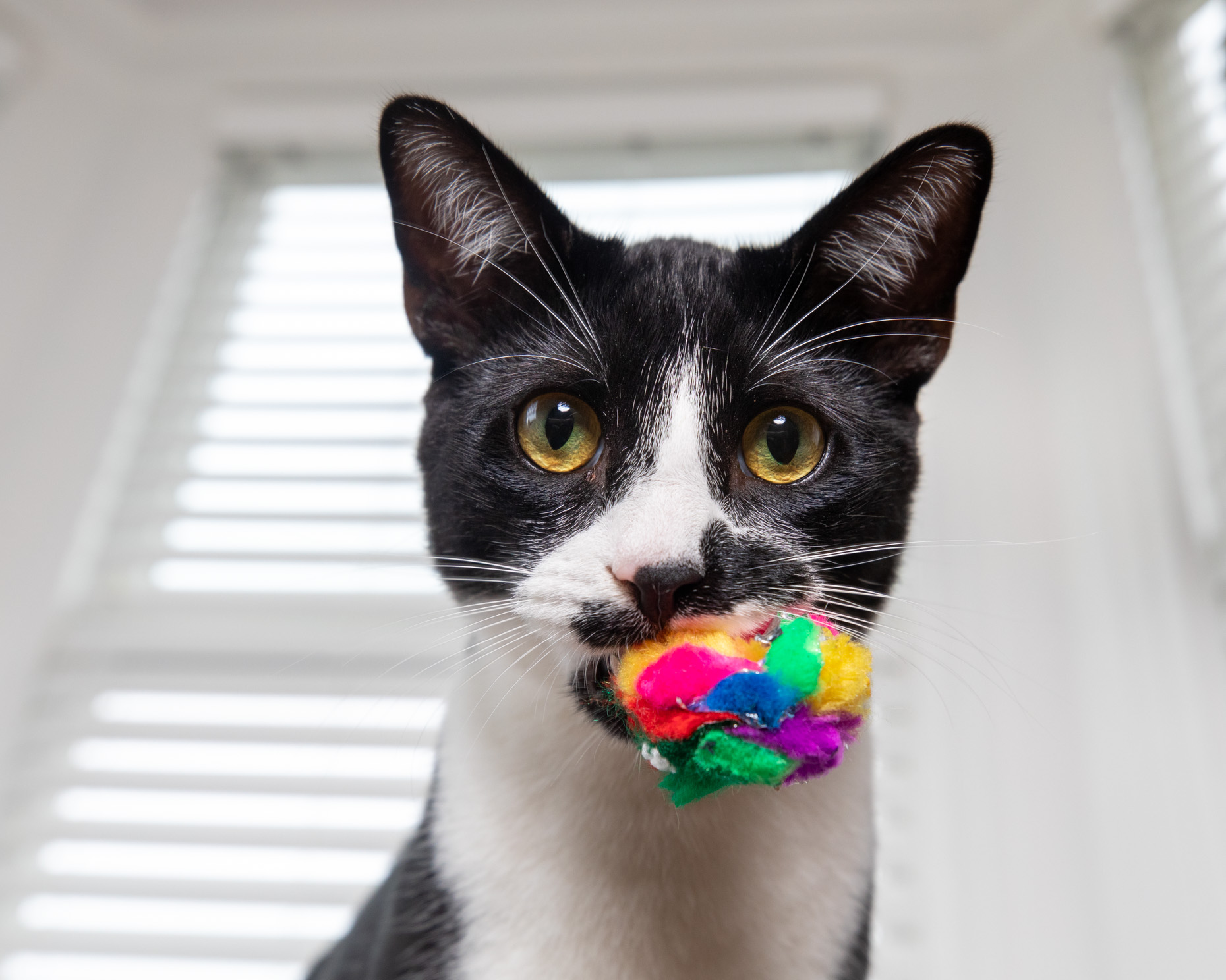 cat meows with toy in mouth