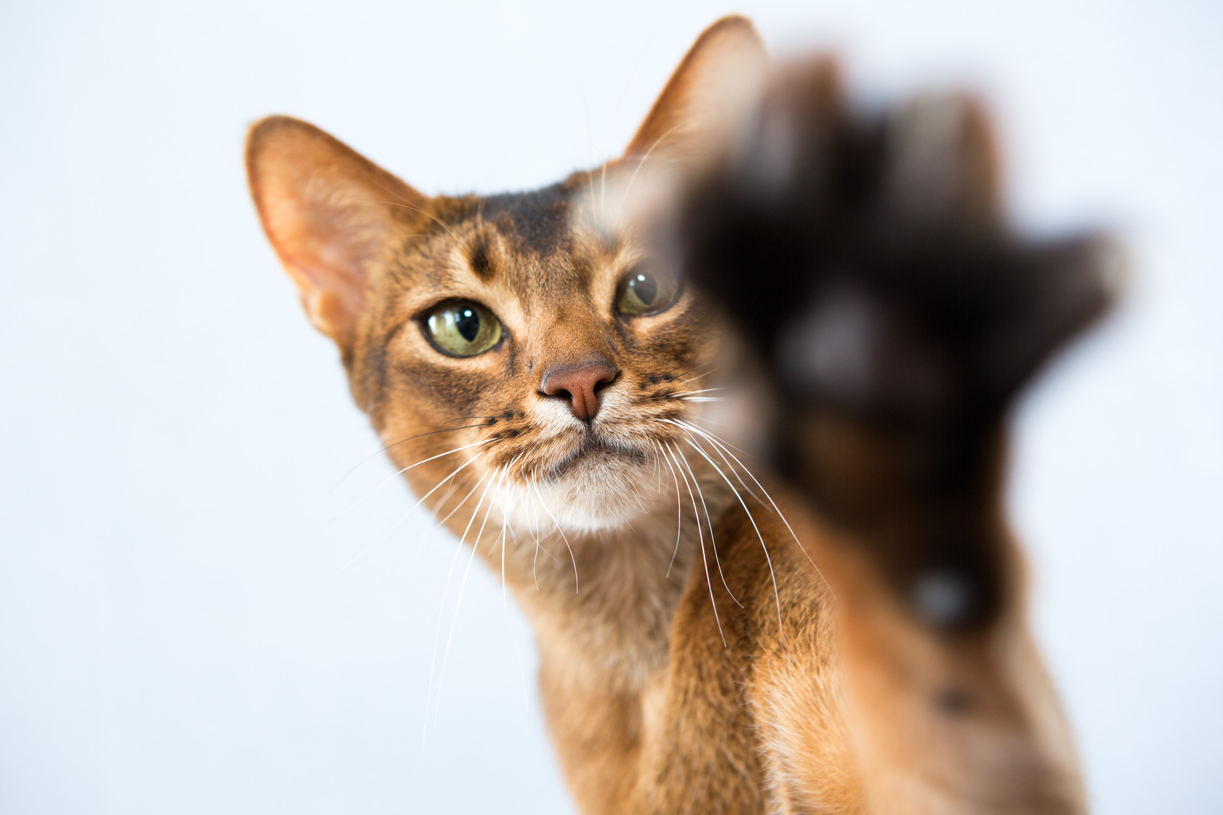 Abyssinian cat in baseball cap isolated Stock Photo by ©Aivolie 1691839