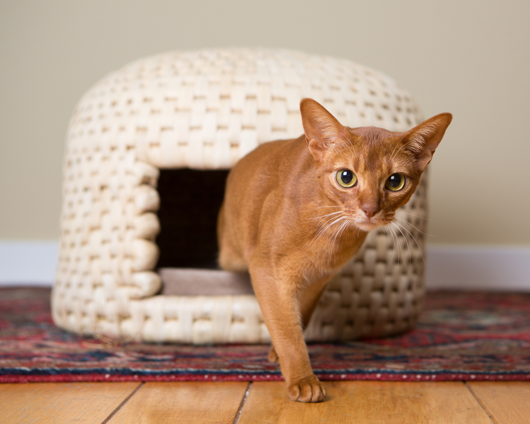 Pet Lifestyle Photography Cat  Walking From Stylish Habitat  by Mark Rogers