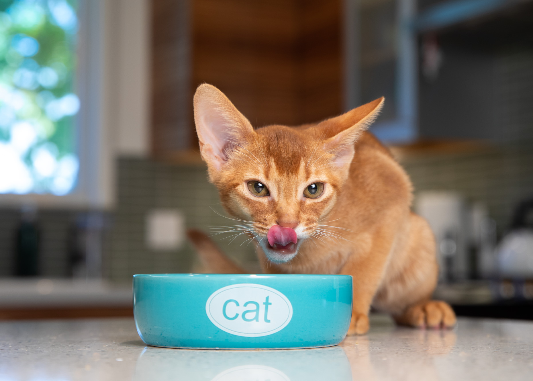 Pet and Cat Photography Kitten Licking Chops by Mark Rogers