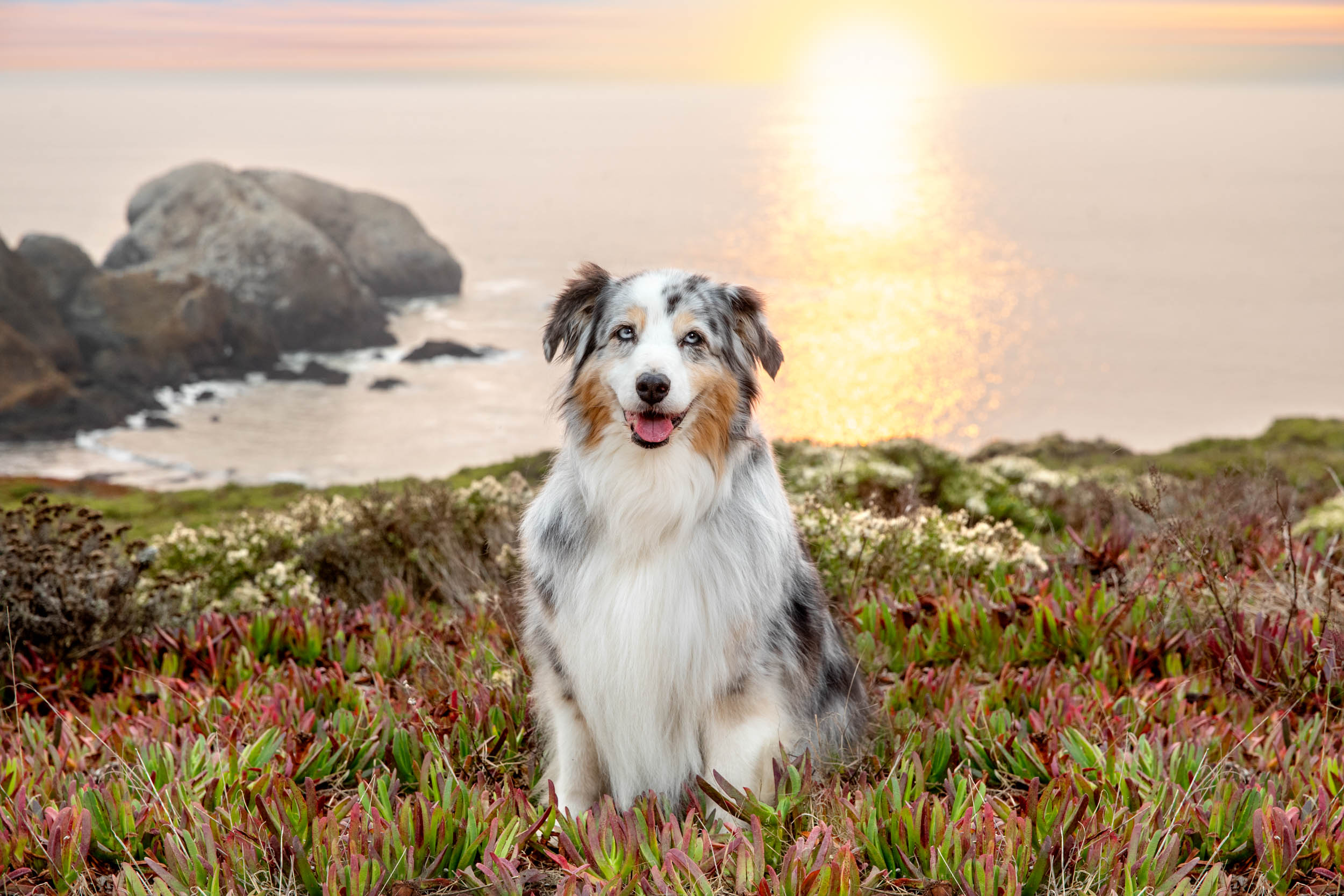 Commercial Dog Photography | Dog on California Coast at Sunset by Mark Rogers