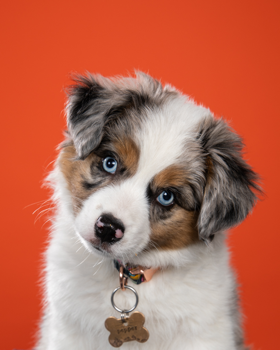 Dog Studio Photography | Australian Shepherd Puppy by Mark Rogers