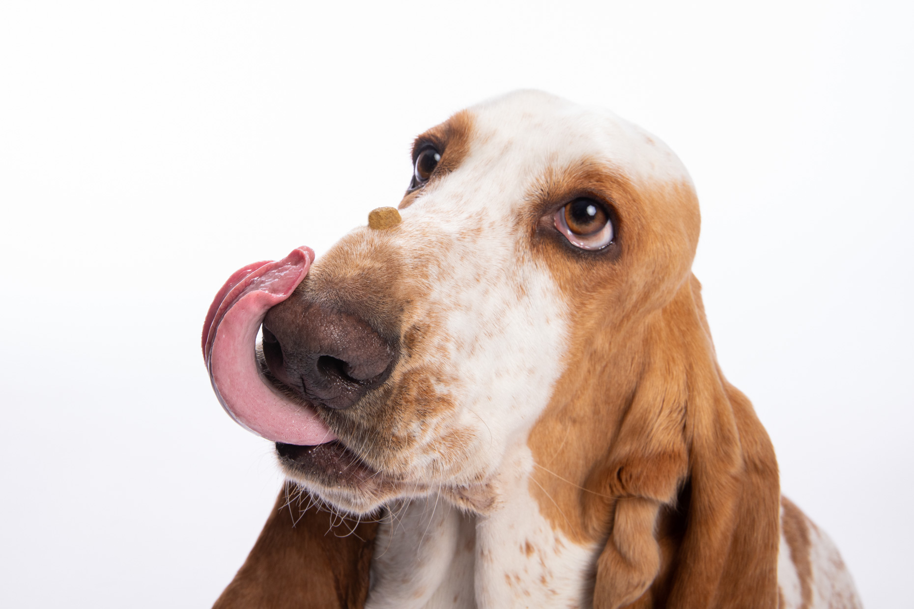 Dog Studio Photography | Basset Licking Nose by Mark Rogers