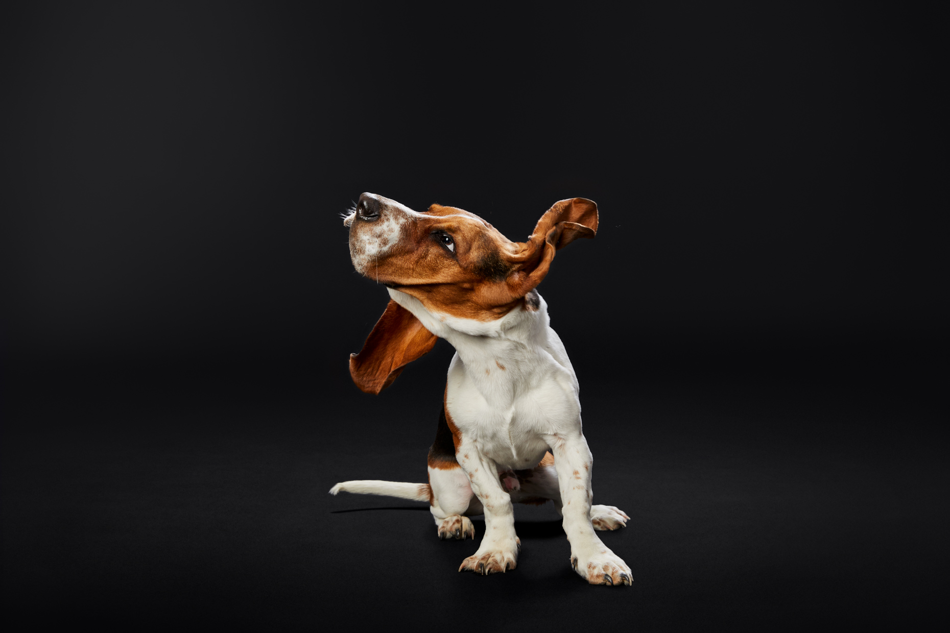 Dog Studio Photography | Shaking Basset Hound