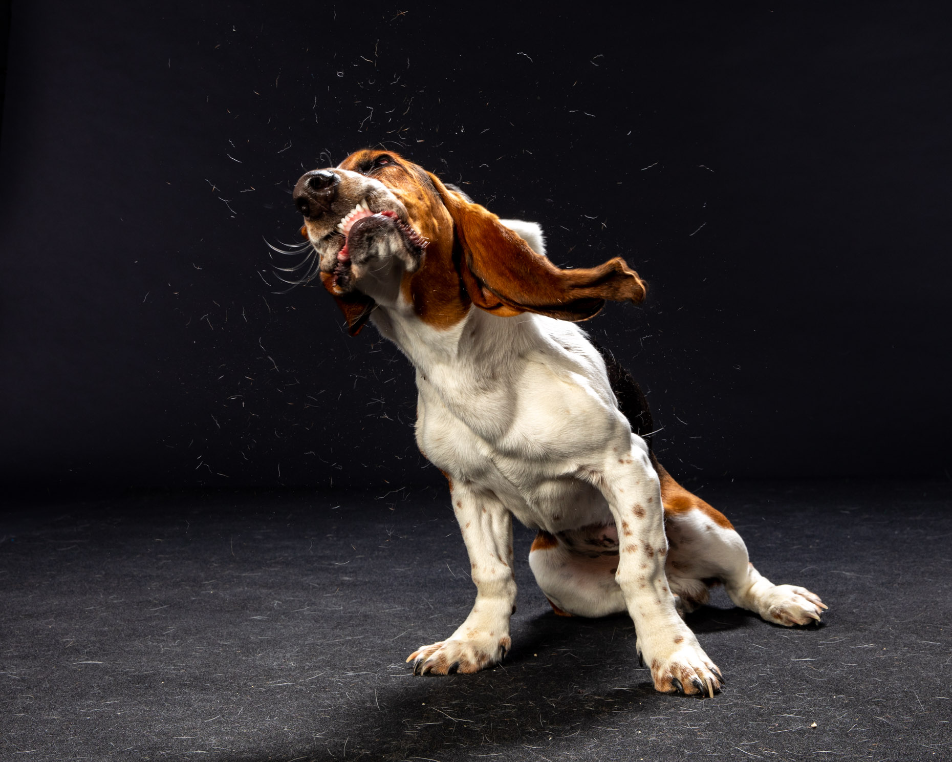 Fur flying off basset hound in stop-action photo by commercial pet photographer Mark Rogers