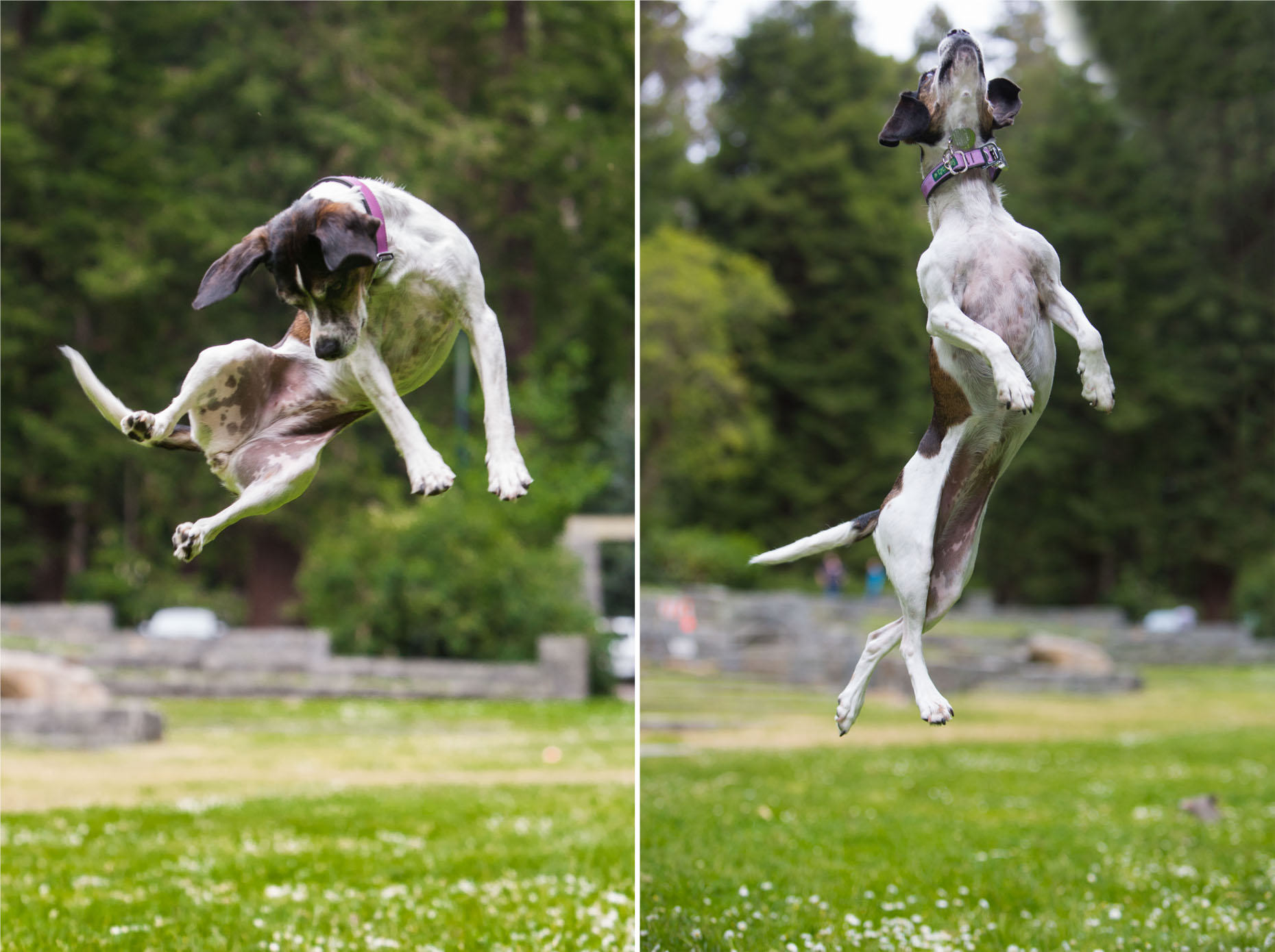 Dog Photography Dog Jumping by Mark Rogers