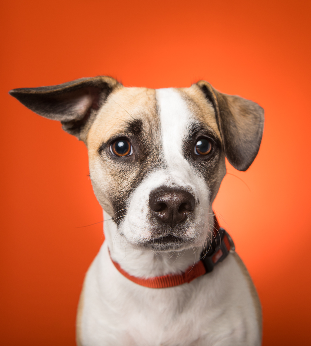 Pet Studio Photography | Dog with Floppy Ear by Mark Rogers