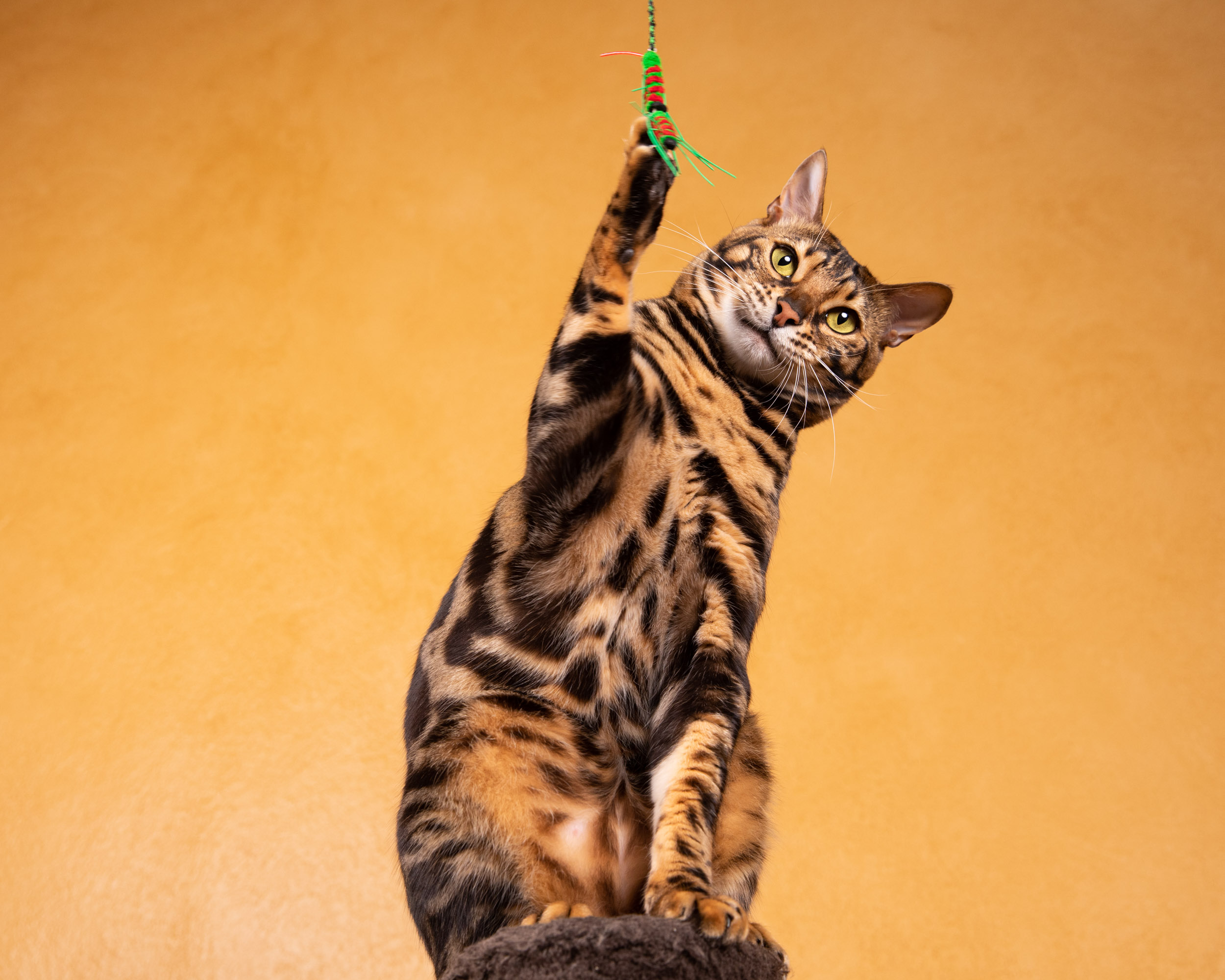 Cat Studio Photography | Bengal Cat Reaching for Toy by Mark Rogers