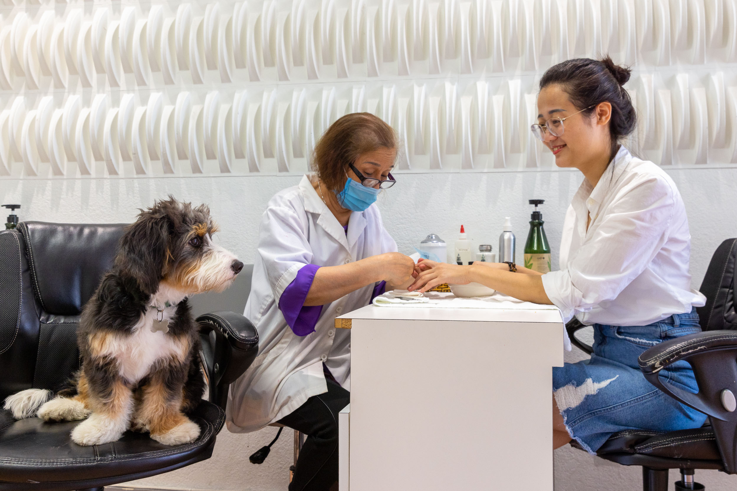 bernedoodle-puppy-working-in-nail-salon-watching-customers-0740-Edit