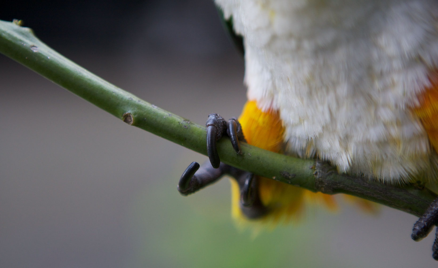 bird-photography-bird-feet-close-up-by-mark-rogers