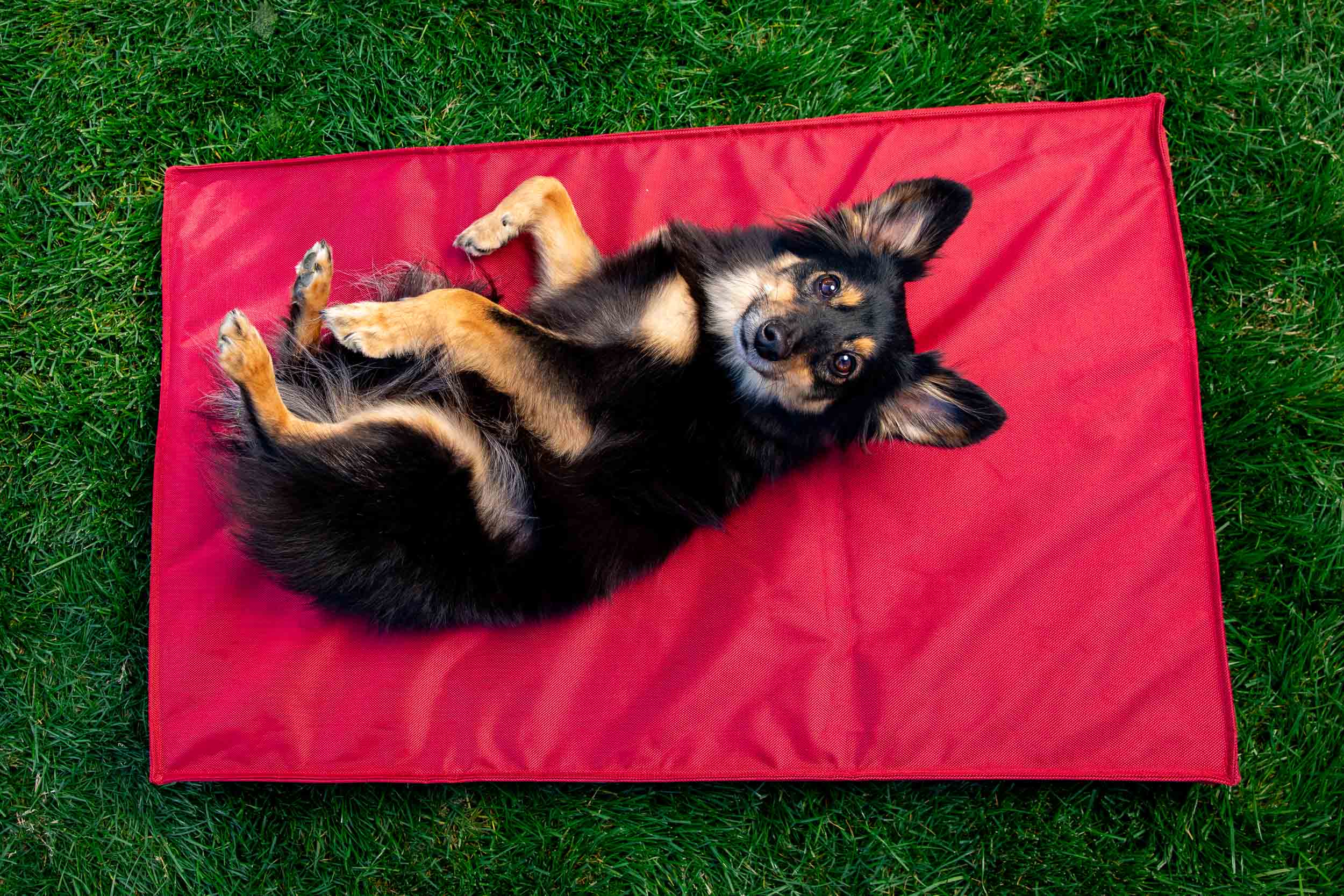 Pet Product Photography | Dog on Red Dog Bed by Mark Rogers
