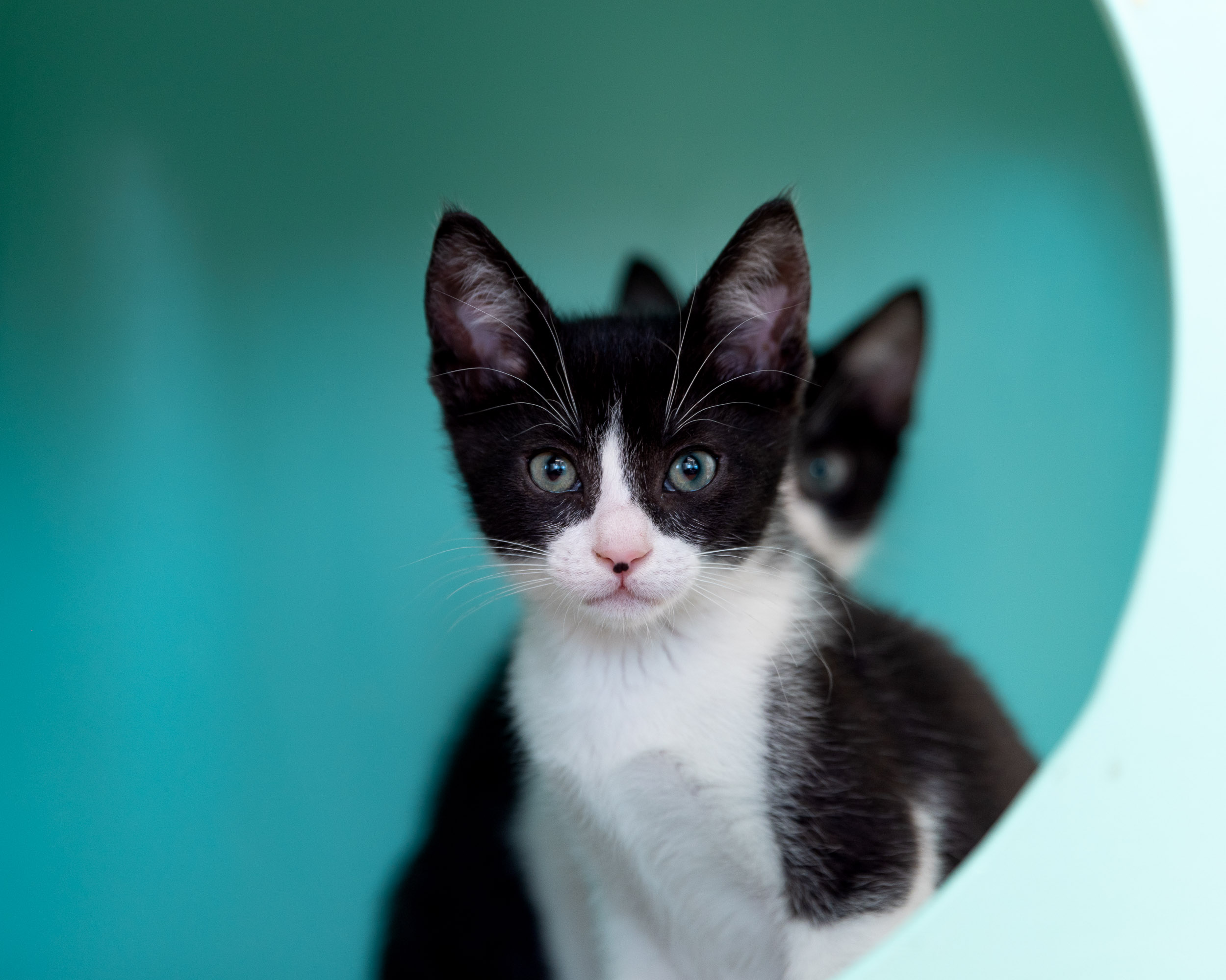 black-and-white-tuxedo-kitten-pair-peering-out-from-round-opening-9456
