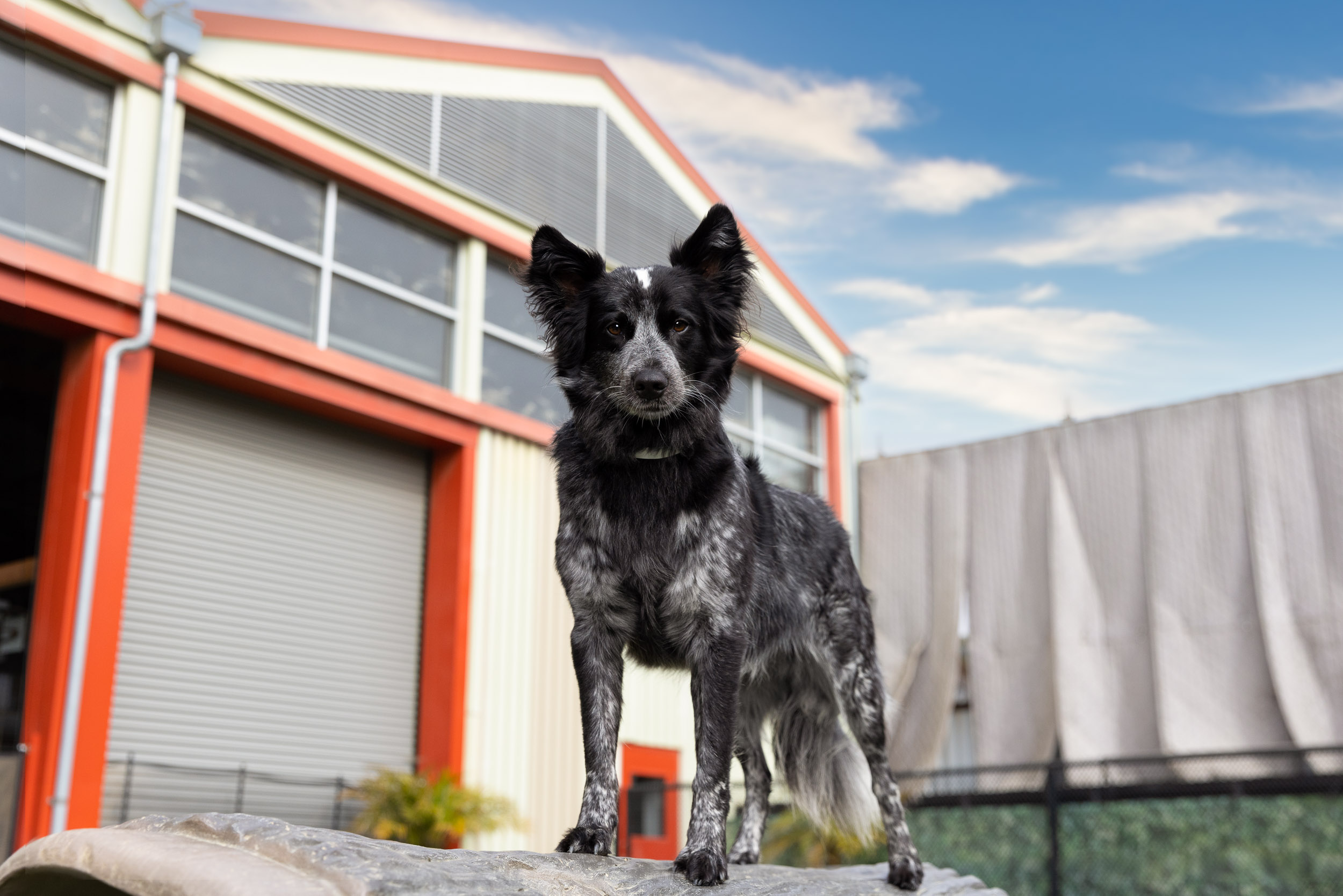 Pet Lifestyle Photography | Dog at Daycare by Mark Rogers
