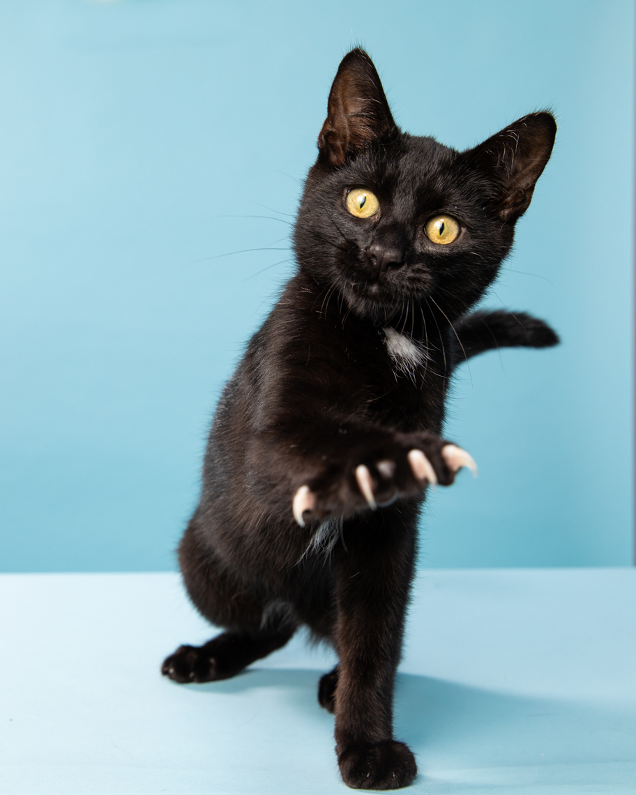  Cat  Photography Black Cat  Claws  Out by Mark Rogers