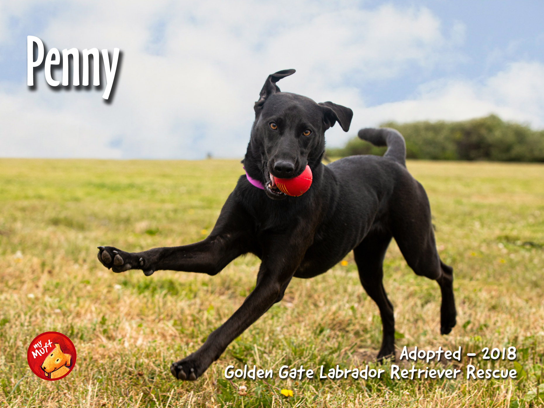 blacklabrunningwithballmymuttposterbymarkrogers