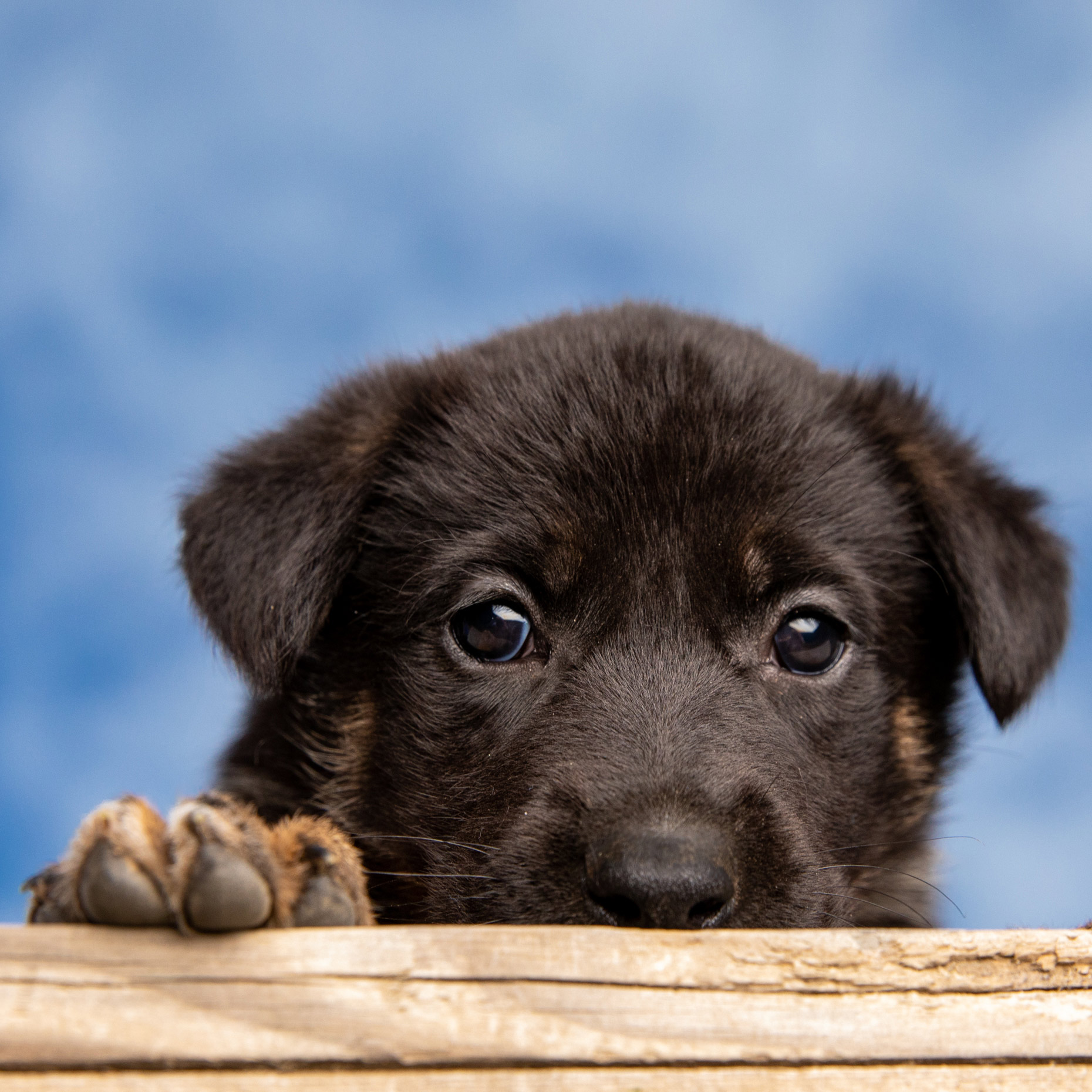 black-and-brown-puppy-hiding-during-photoshoot
