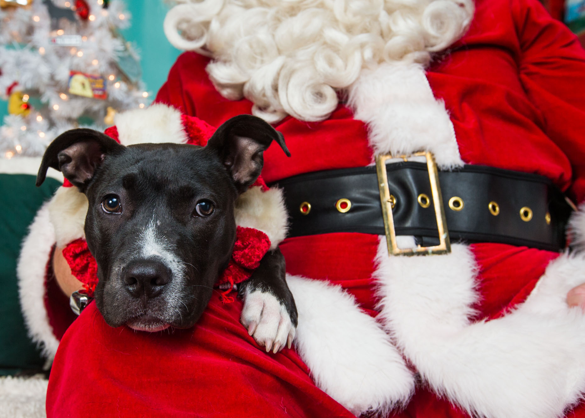 Commercial Dog Photography Cute Puppy With Santa By Mark Rogers