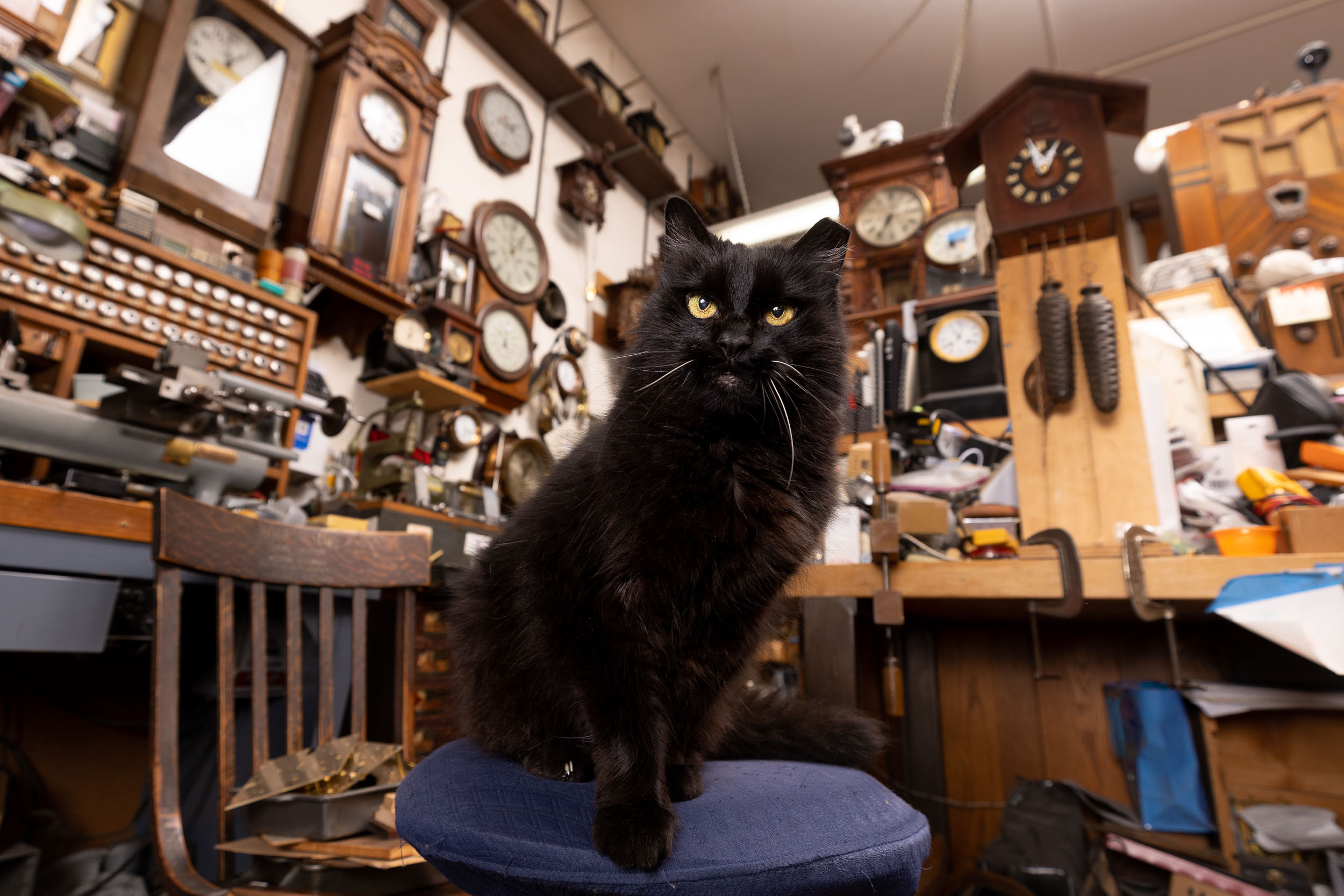 black-shop-cat-in-clock-repair-store-0190