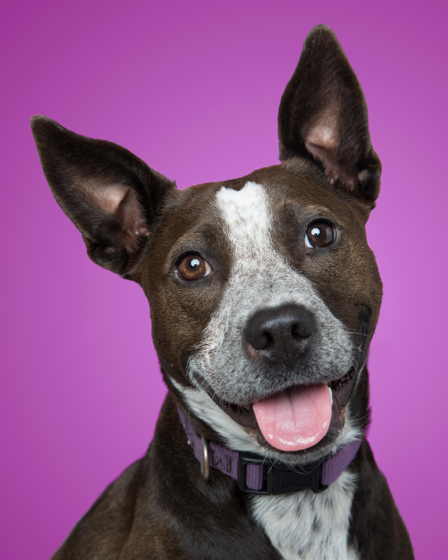 Commercial Pet Photography | Smiling Dog on Purple by Mark Rogers