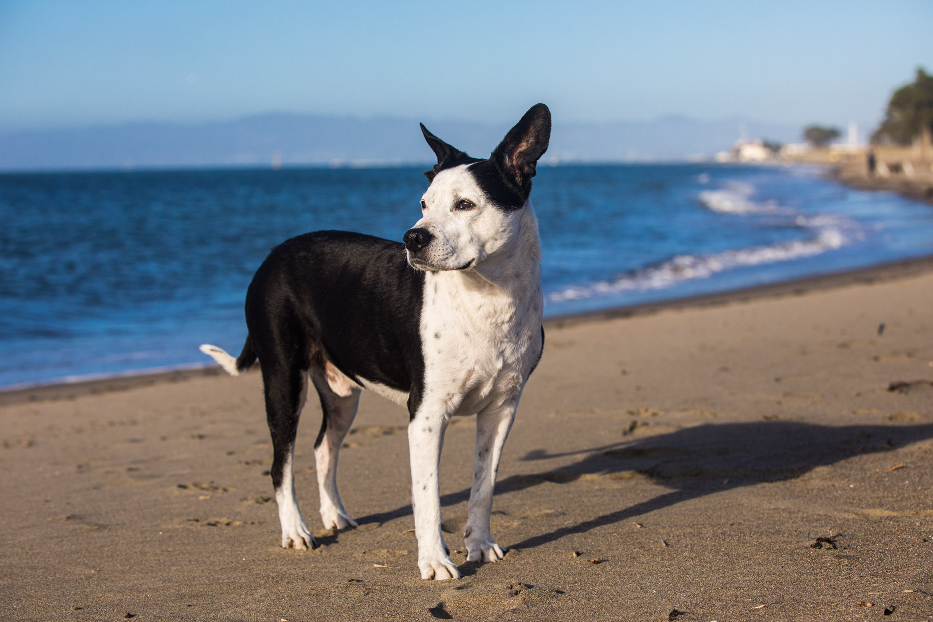 Dog Lifestyle Photography | Dog on Beach by Mark Rogers