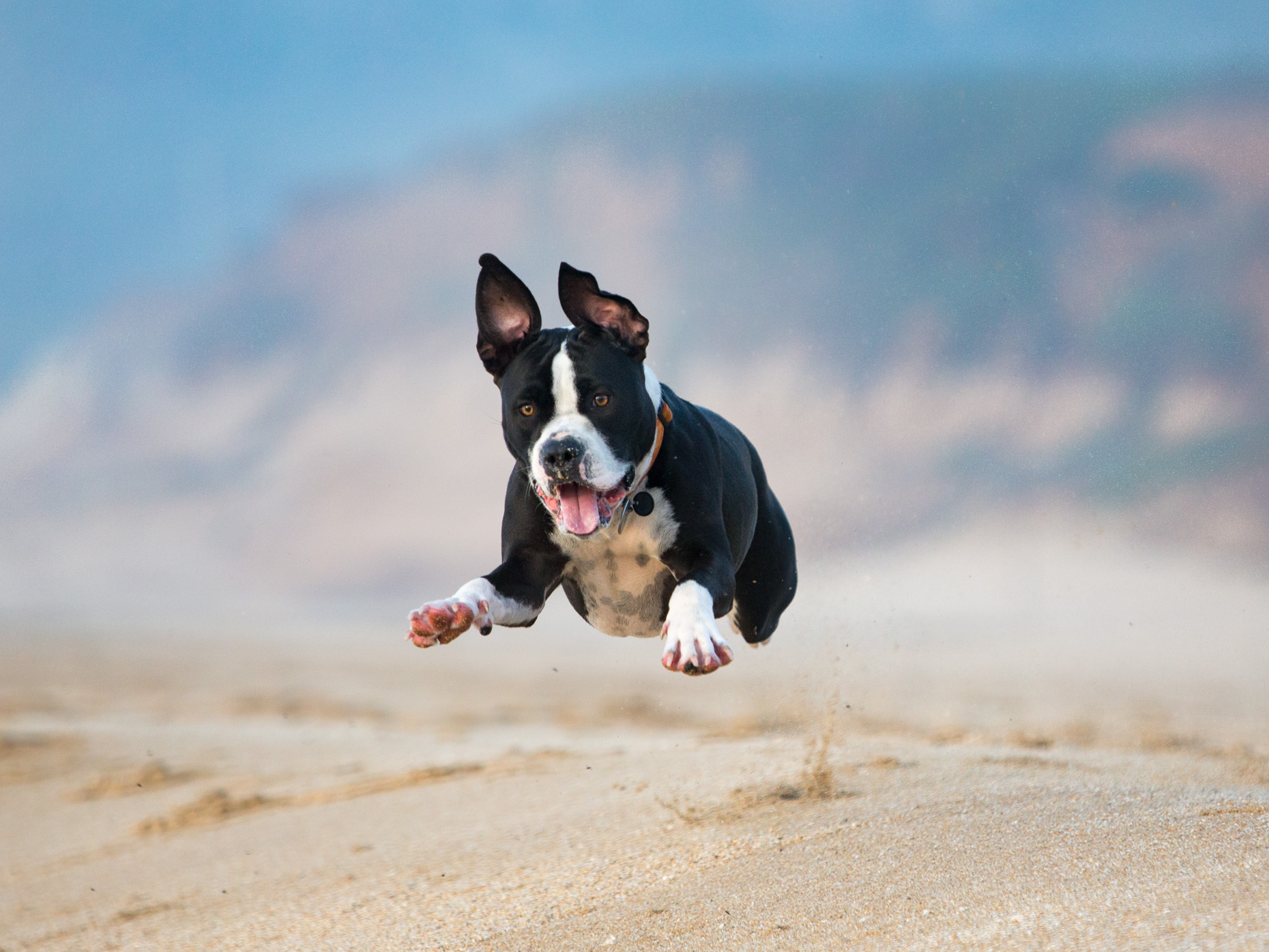 Dog Lifestyle Photography | Pitbull on Beach by Mark Rogers