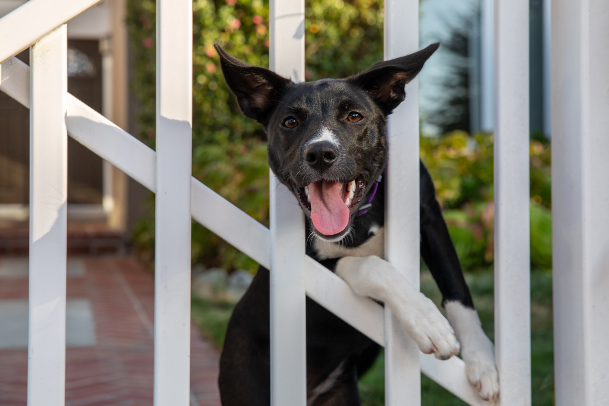 Pet Lifestyle Photography | Puppy with Head Through Gate by Mark Rogers