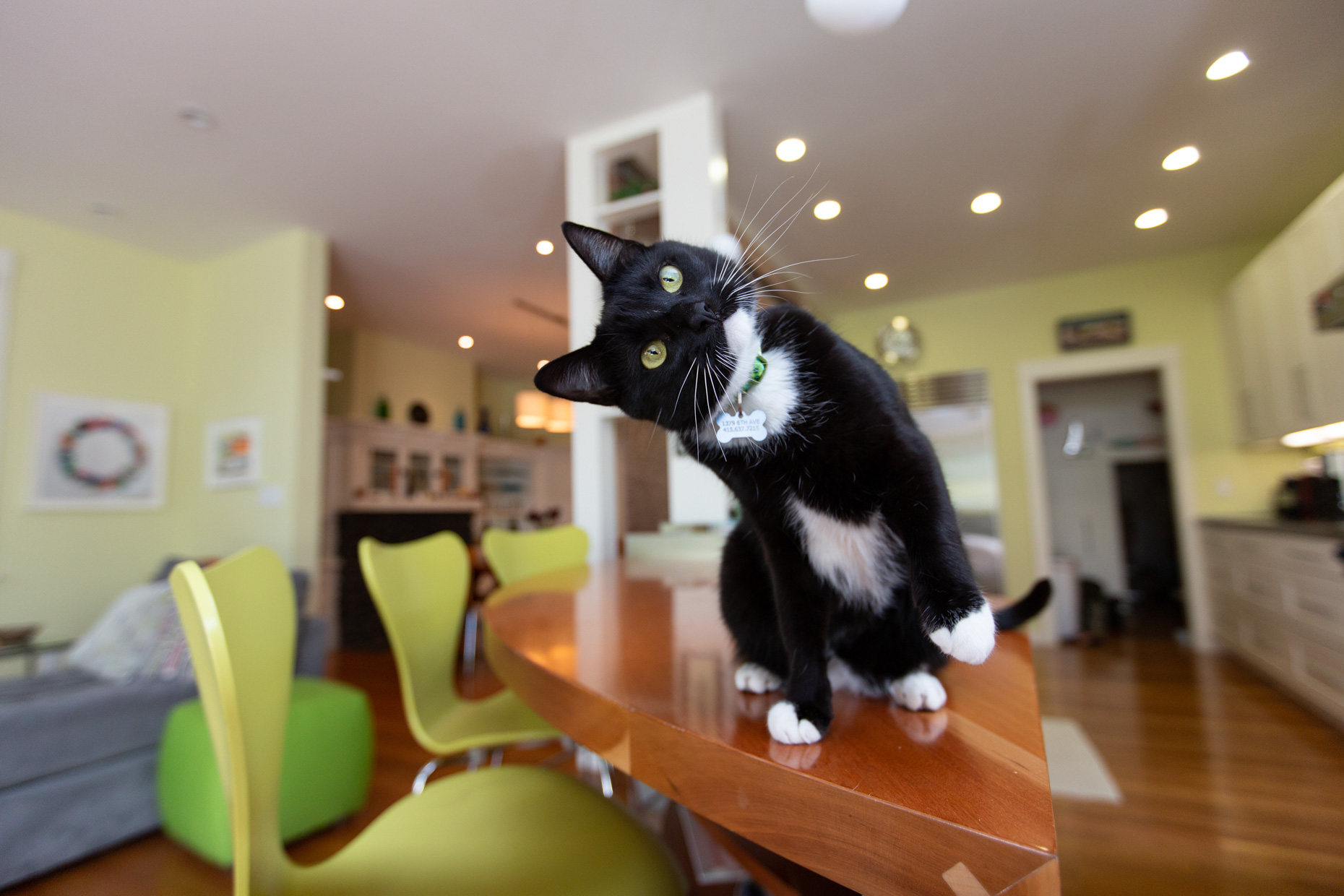 Pet Lifestyle Photography Cat Tilting Head by Mark Rogers