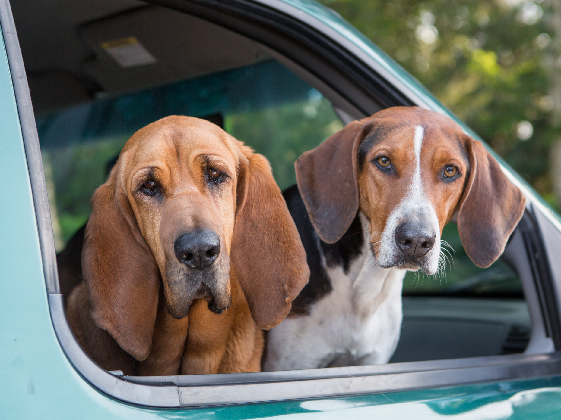 Dog Lifestyle Photography | Two Hounds in Car Window by Mark Rogers