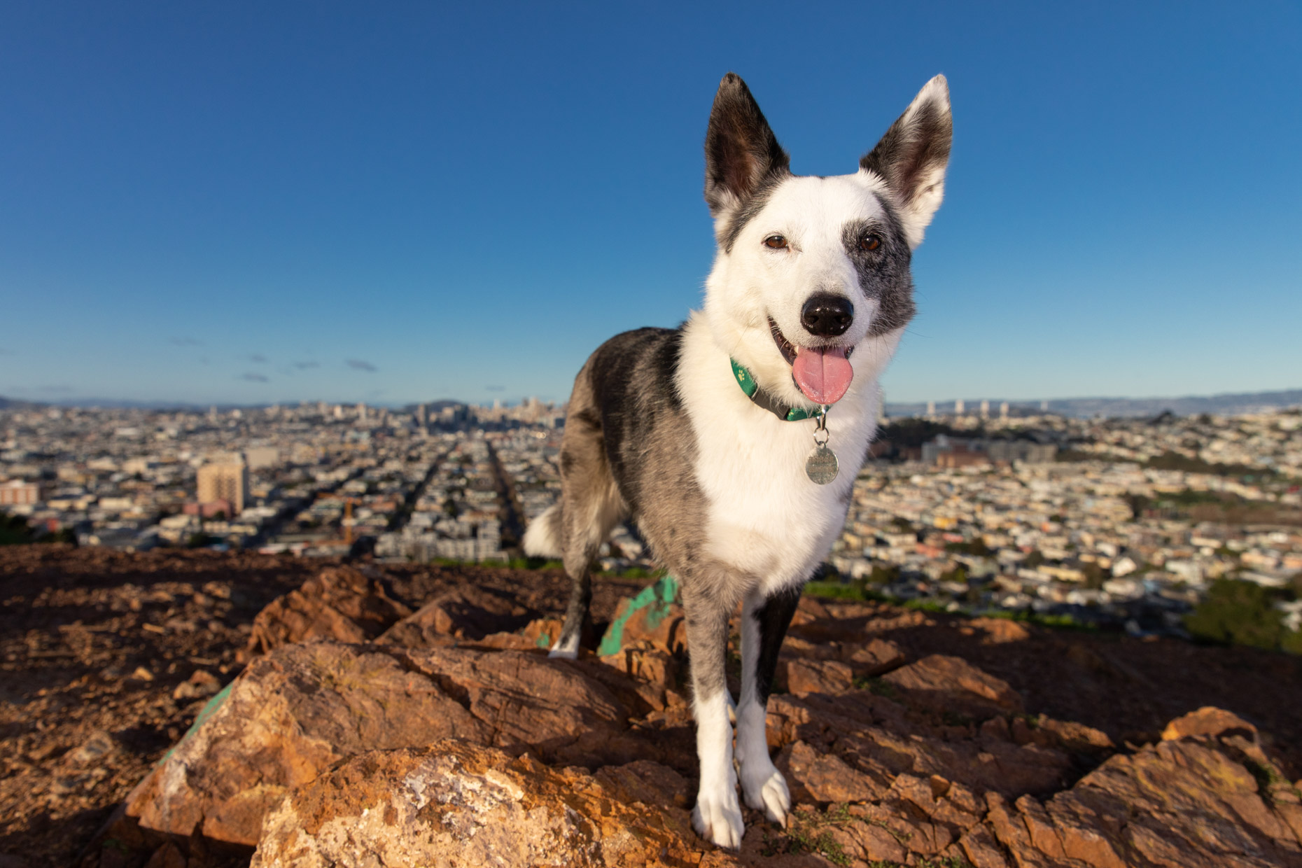 Border Collie Mix Dog with view of San Francisco behind it