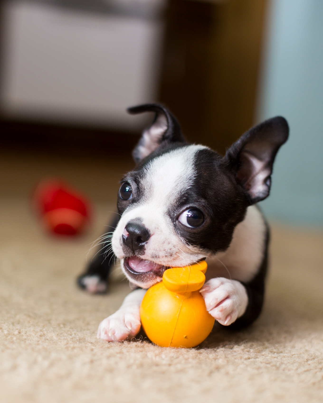 Dog Lifestyle Photography | Terrier Puppy with Toy by Mark Rogers