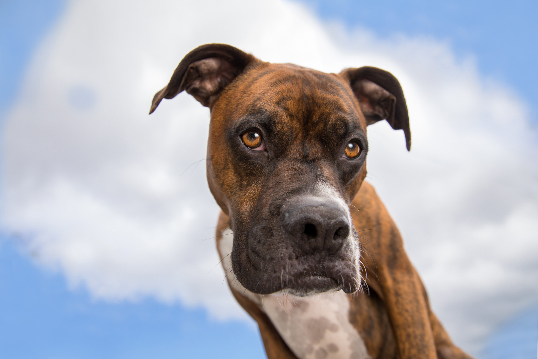 Dog Photography | Boxer Looking Down From Sky by Mark Rogers