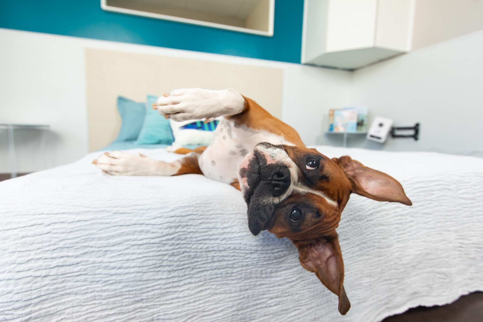 Commercial Dog Photography | Boxer Rolling Over on Bed by Mark Rogers