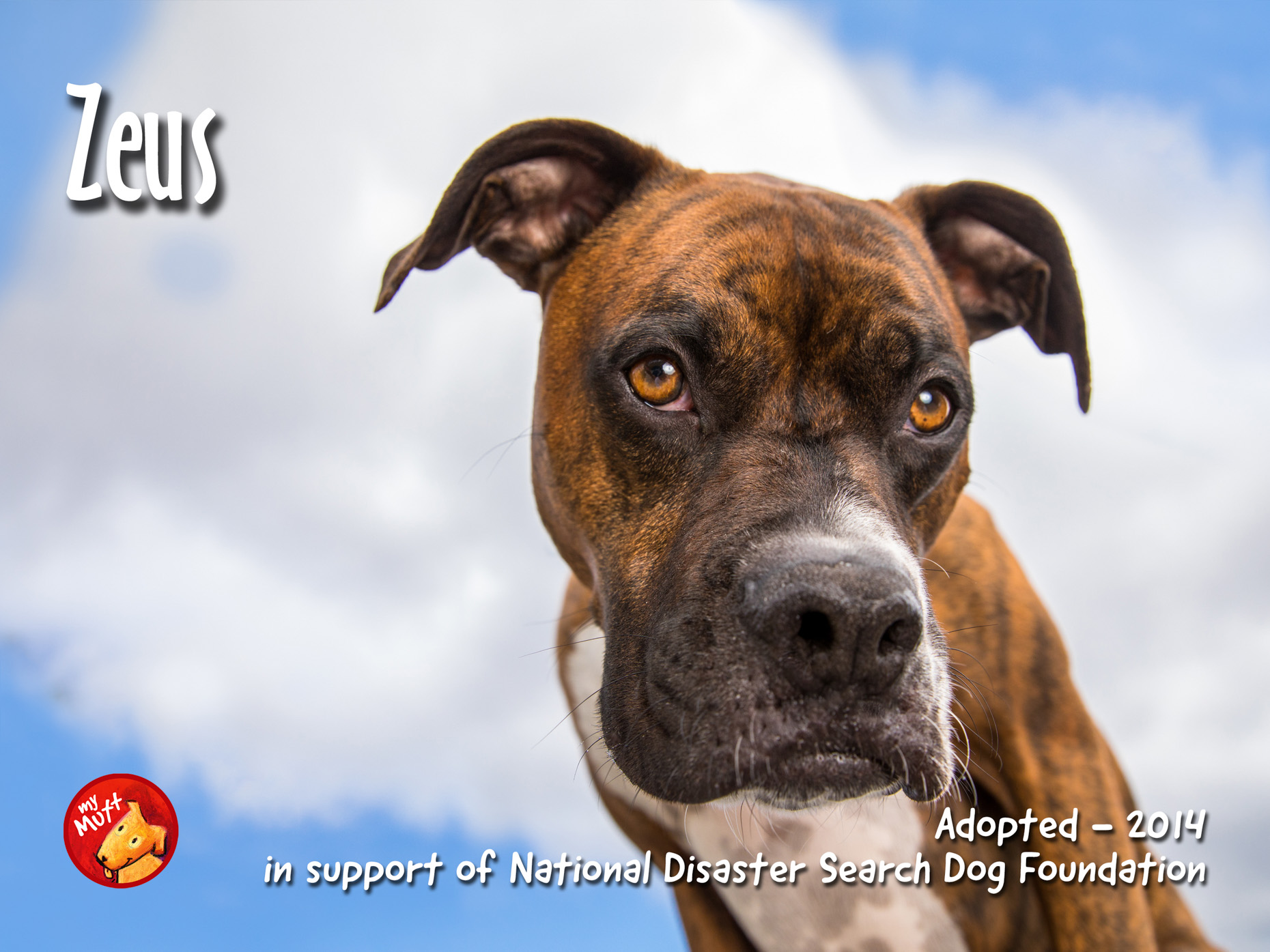 boxer-in-clouds-my-mutt-poster-by-mark-rogers