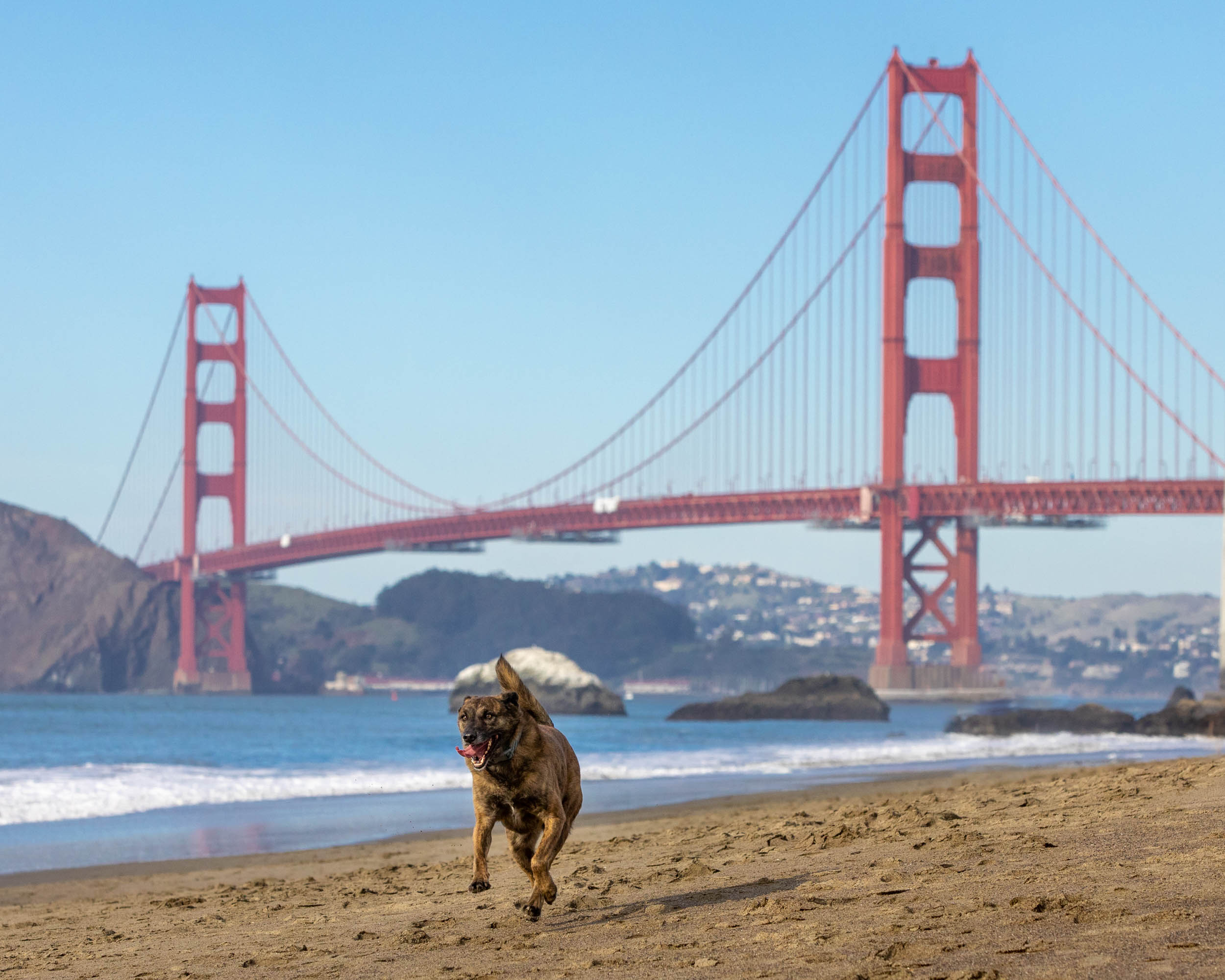 Dog Photography | Dog Running on Beach Near Golden Gate