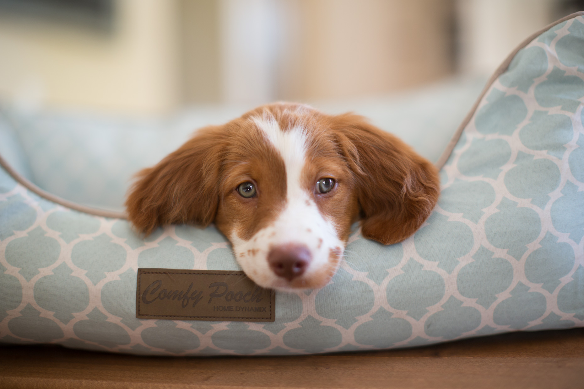 Pet Photography | Brittany Spaniel Puppy in Bed by Mark Rogers