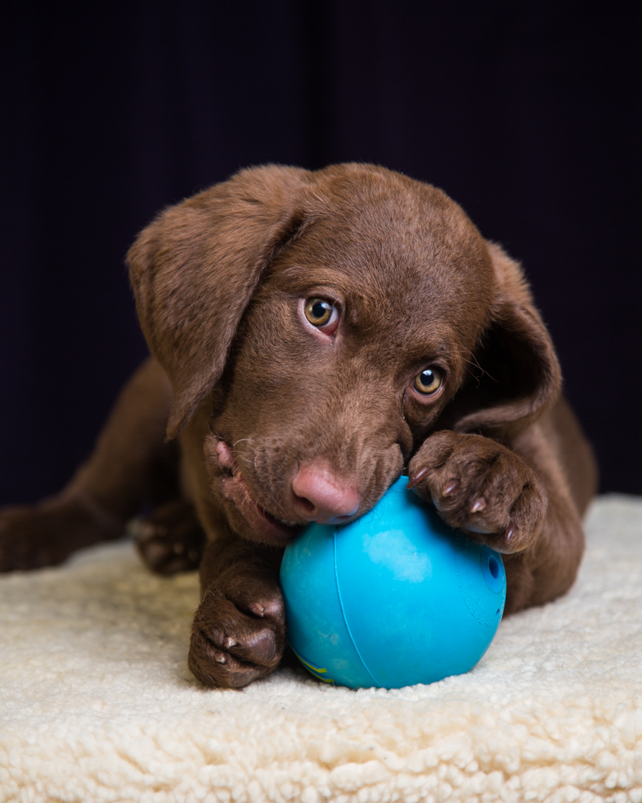 Dog Studio Photography | Retriever Puppy with Ball by Mark Rogers
