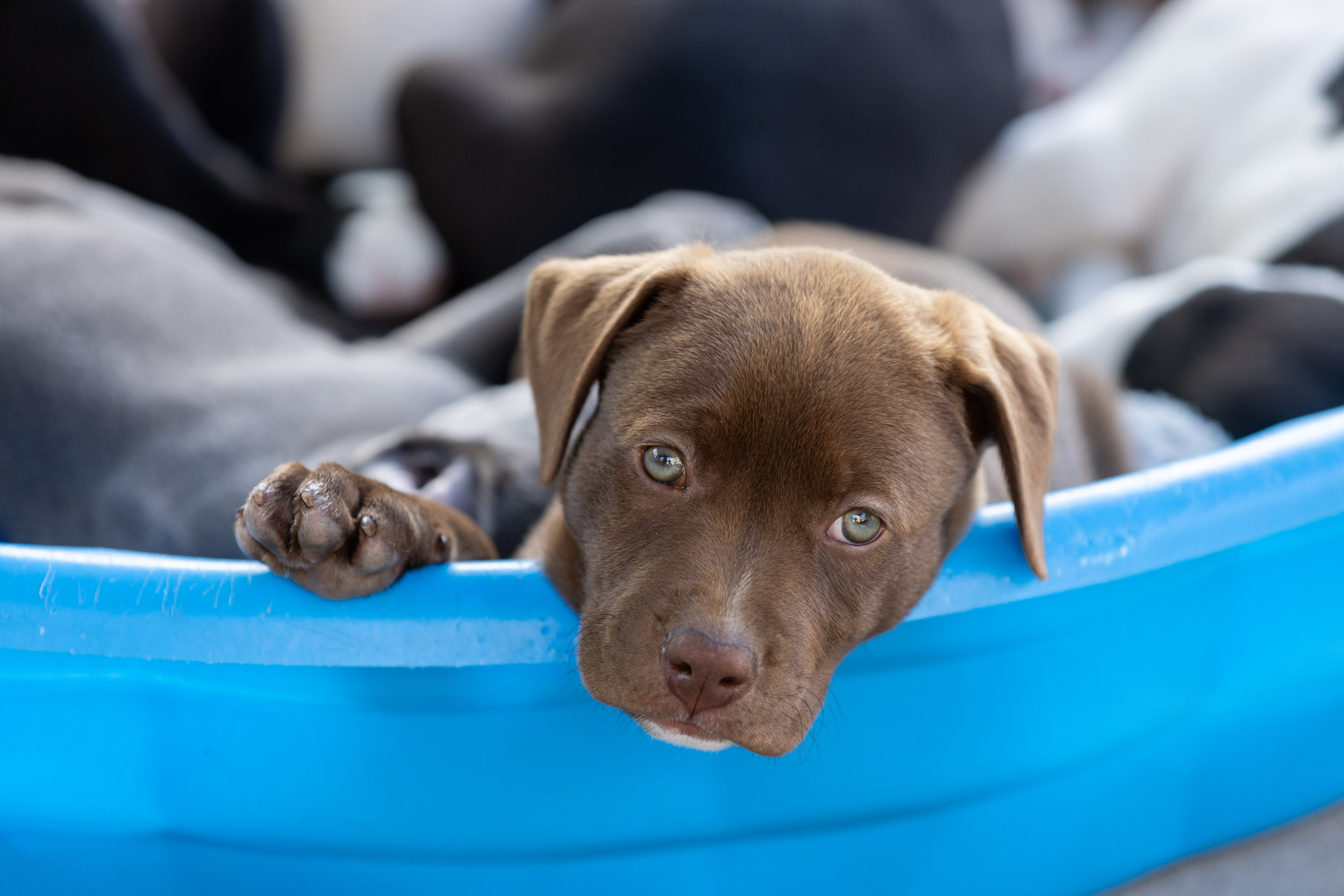 Pet Lifestyle Photography | Puppy in a Baby Pool by Mark Rogers
