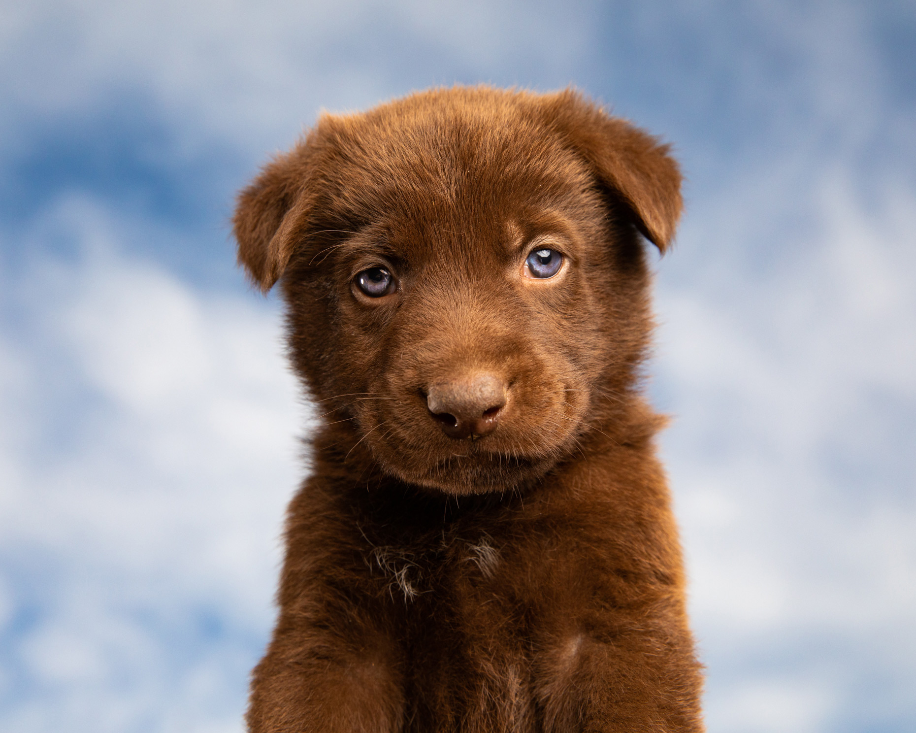 Brown puppy dog photographed against blue sky by Mark Rogers