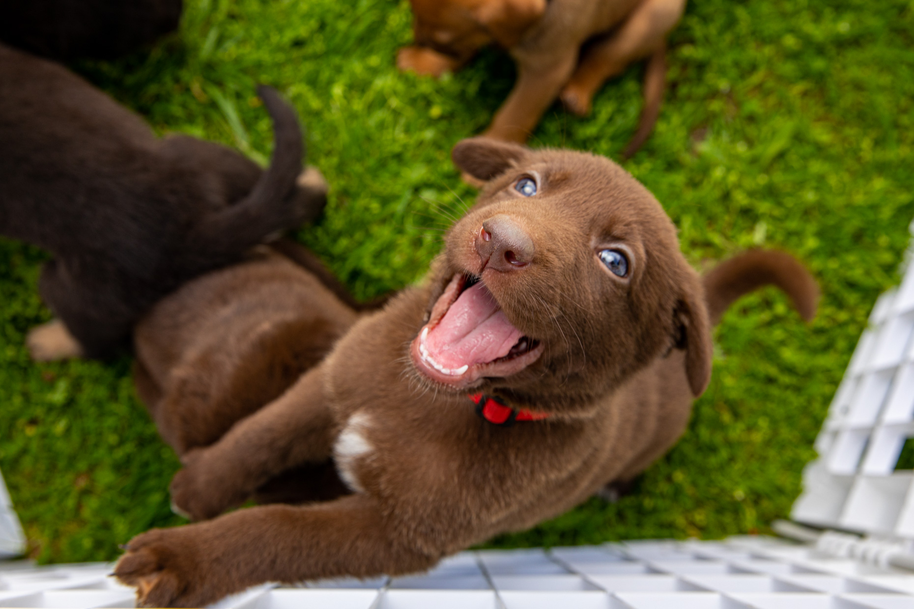 brown puppy with blue eyes looking up from dog pen during dog photography session